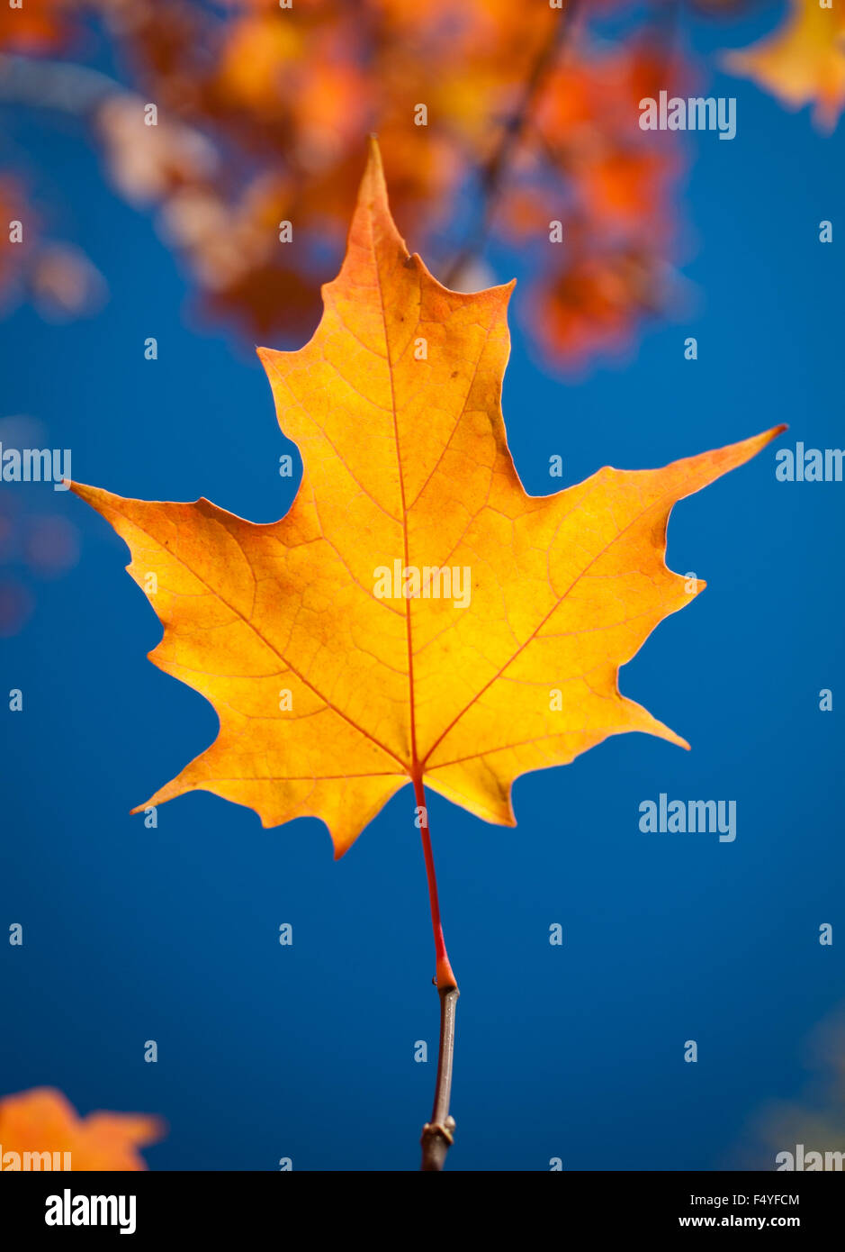 Il Blazing gold e i colori rosso di un maple leaf (Acer saccharum) in Saskatoon, Saskatchewan, Canada. Foto Stock
