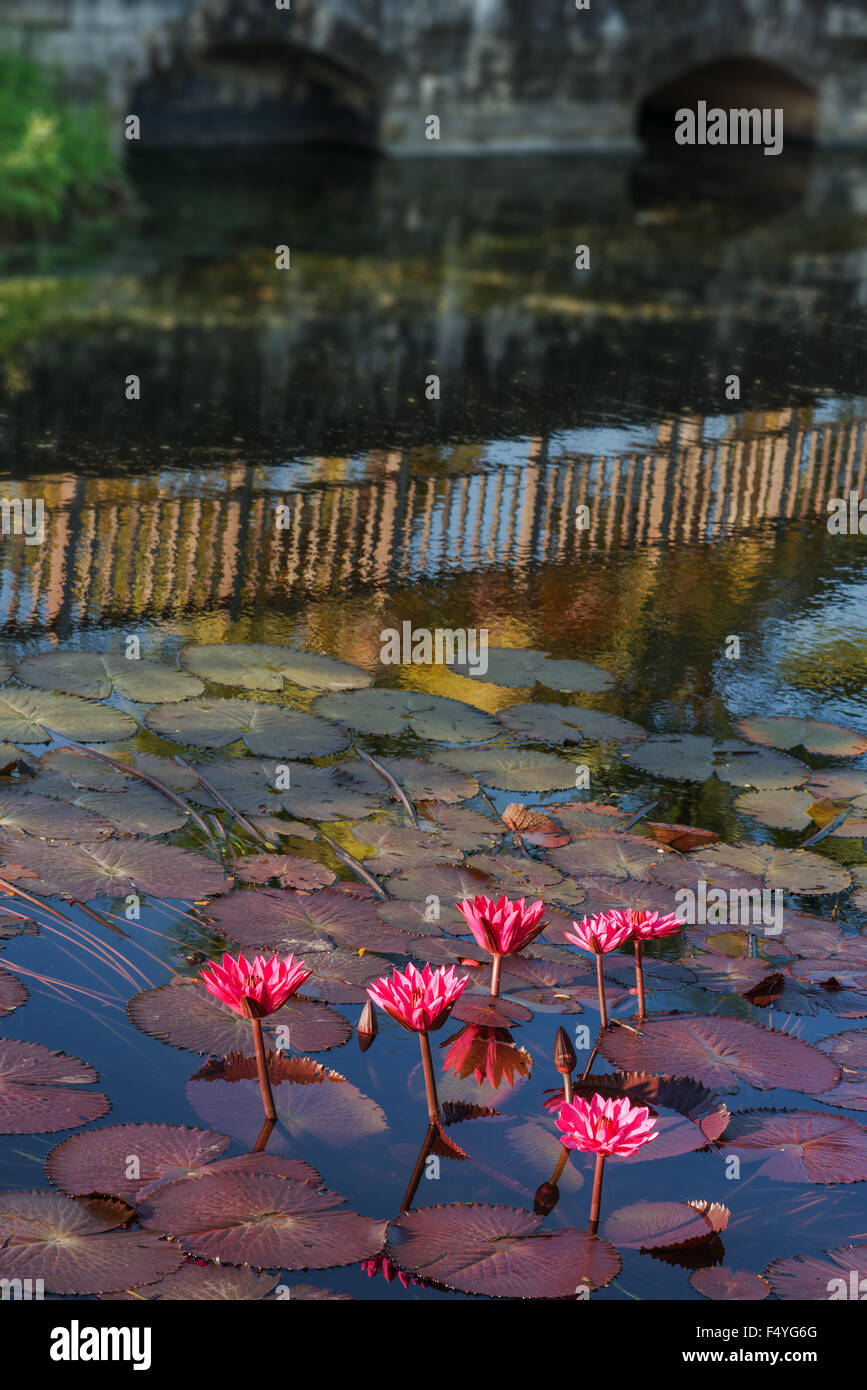 Laghetto di gigli e ponte REFLECION TOBAGO ALL'APERTO NATURA Foto Stock