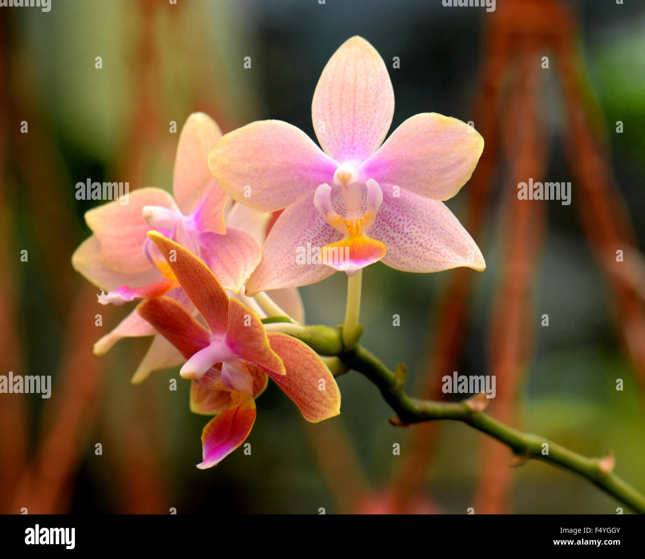 Orchid in piena fioritura nella miscela di bianco e rosso Foto Stock