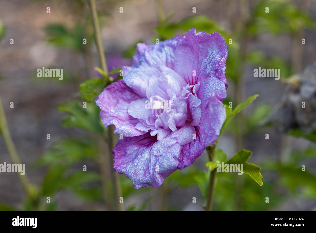 Fioriture di sbiadimento di un fiore di ibisco alla fine dell'estate. Foto Stock