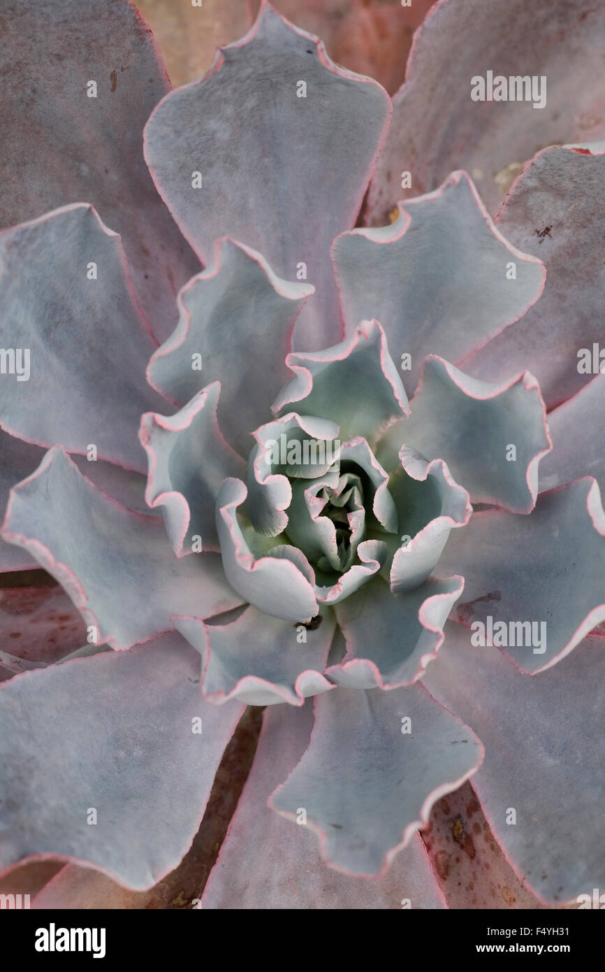 Echeveria 'post-incandescenza" dall'alto. che cresce in un ambiente protetto. Foto Stock