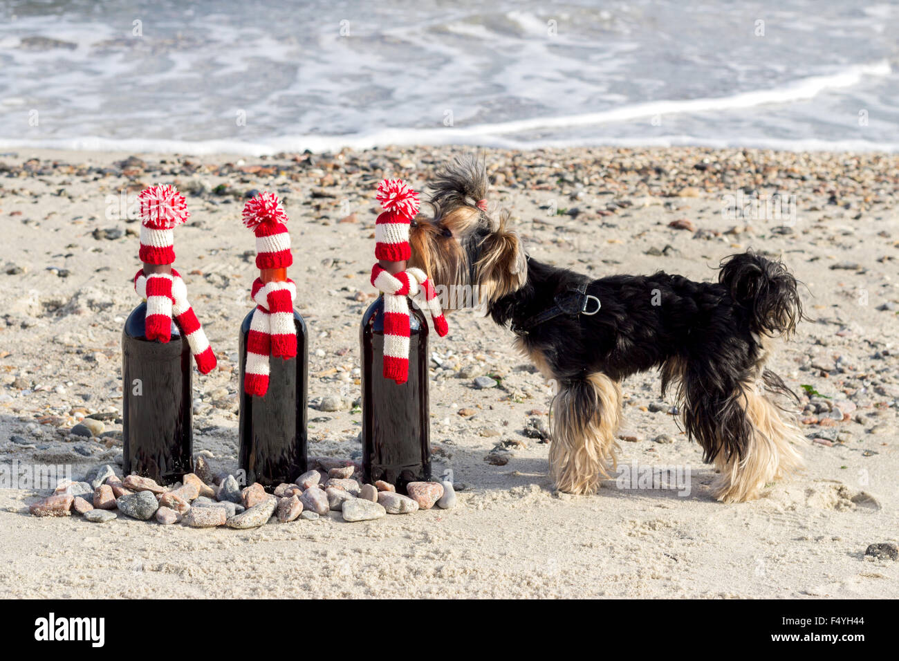 Funny Yorkshire Terrier sniffs una bottiglia omaggio di vino in berretto lavorato a maglia e sciarpa sulla spiaggia. Messa a fuoco selettiva. Foto Stock