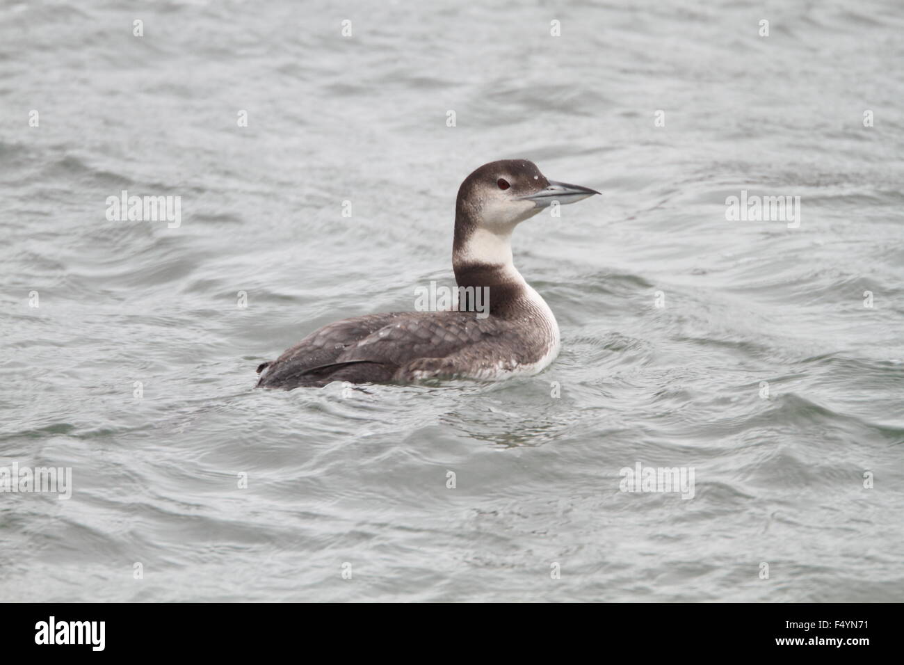 Great Northern Loon (Gavia immer) in Canada Foto Stock