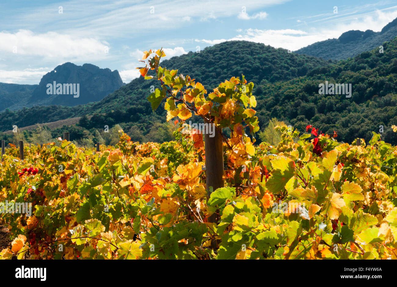 Autunno nella Vallée de l'Agly, un vino AOC crescente area vicino a Perpignan, Francia Foto Stock