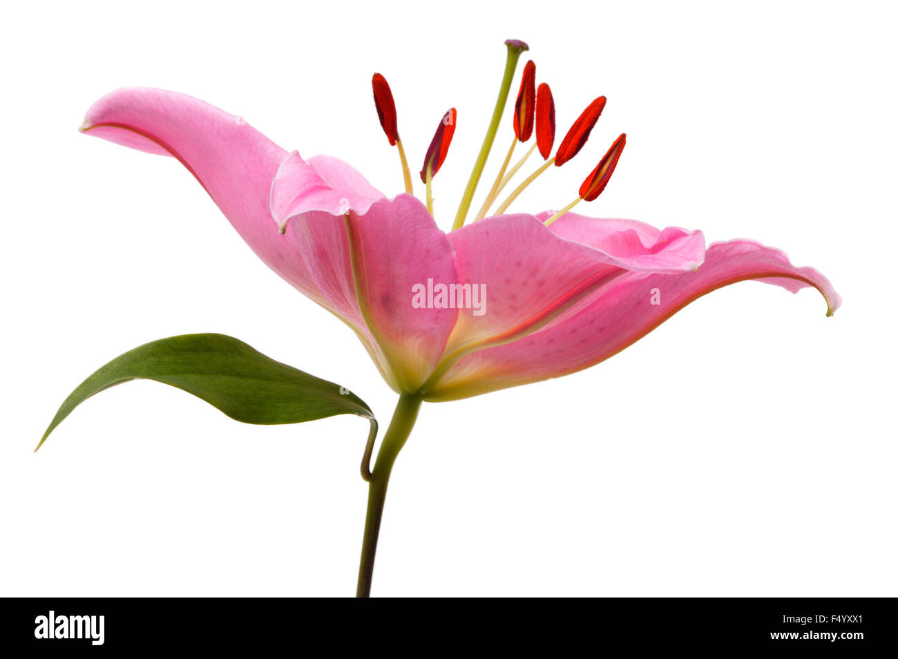 Profilo di un giglio colore rosa. Foto Stock