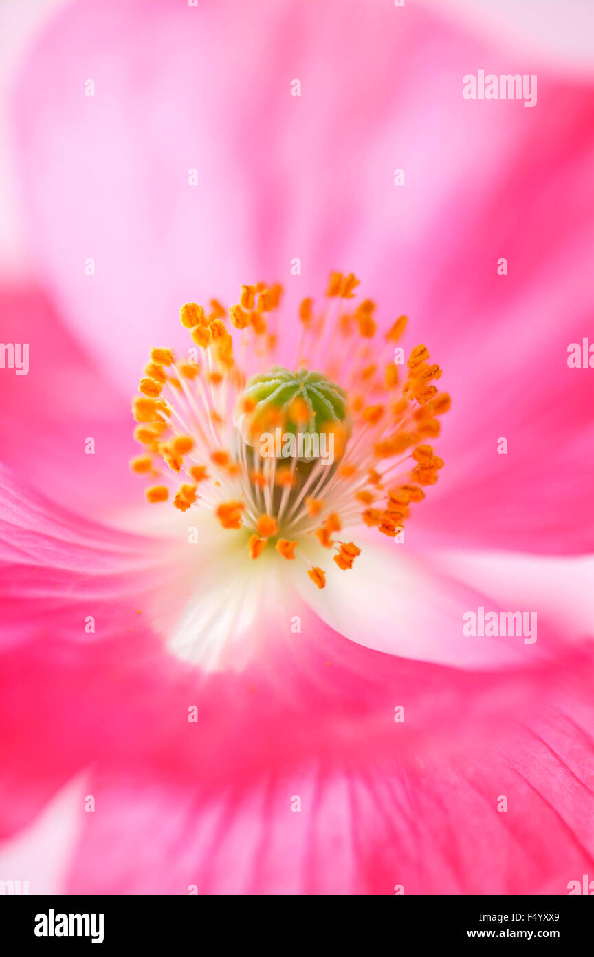 Primo piano di una rosa di papavero 'Shirley Series' (Papaver rhoeas). Foto Stock