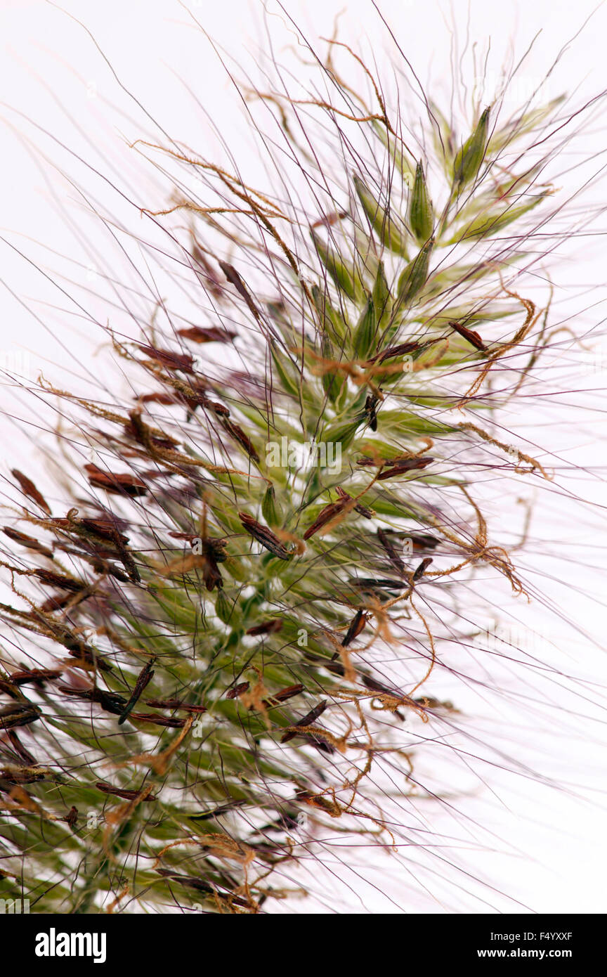 Pennisetum alopecuroides (Fontana erba). Close up fiore spike contro uno sfondo bianco. Foto Stock