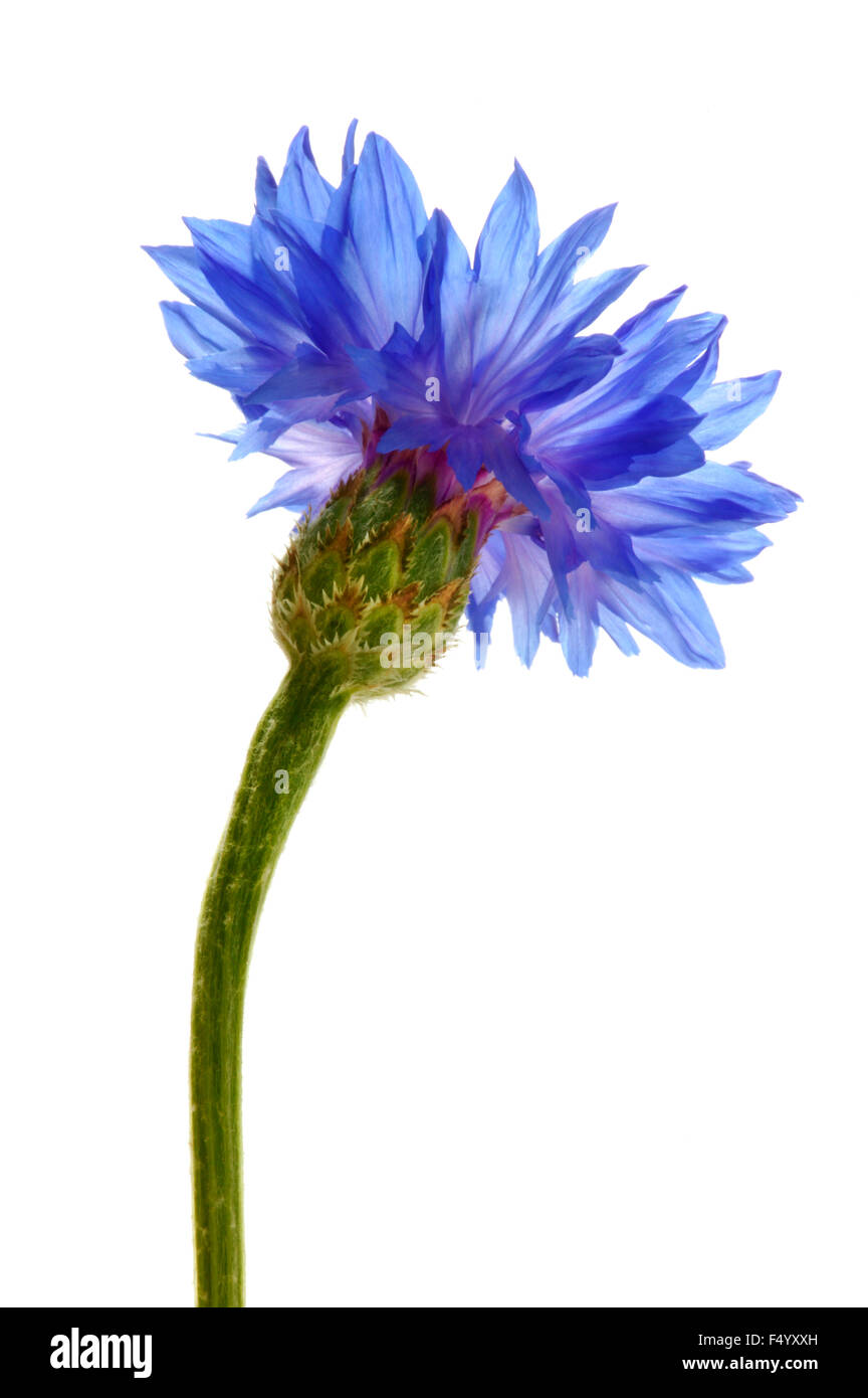 Centaurea cyanus "Blue Ball" (Cornflower, Bachelor Button) primo piano di un singolo fiore di mais retroilluminato su sfondo bianco Foto Stock