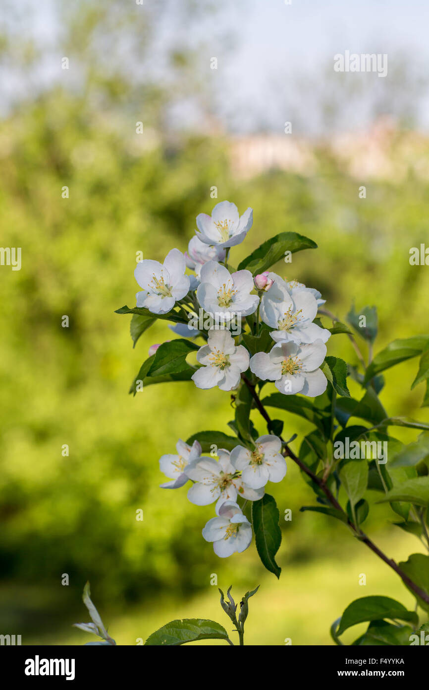 Fiori di colore bianco dei fiori di ciliegio in un giorno di primavera nel parco Foto Stock