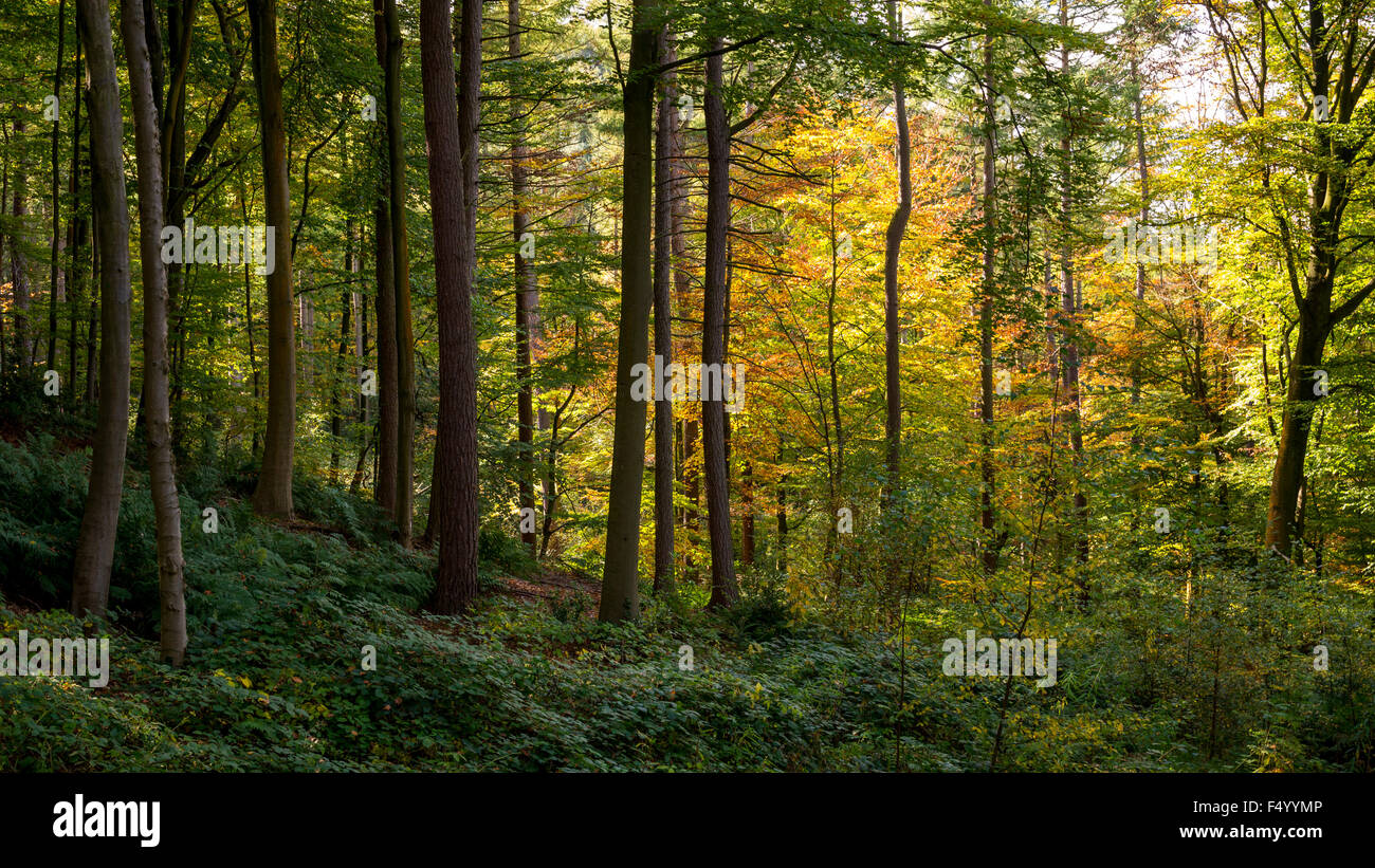 Colore di autunno in boschi Erncroft a Etherow country park, Stockport, Greater Manchester. Foto Stock