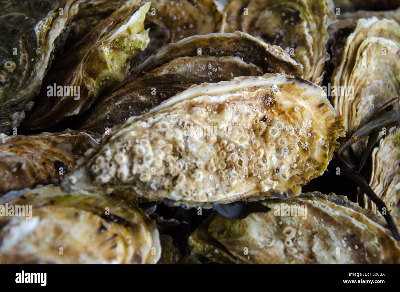 Fresco e chiuso le ostriche dal mercato Foto Stock