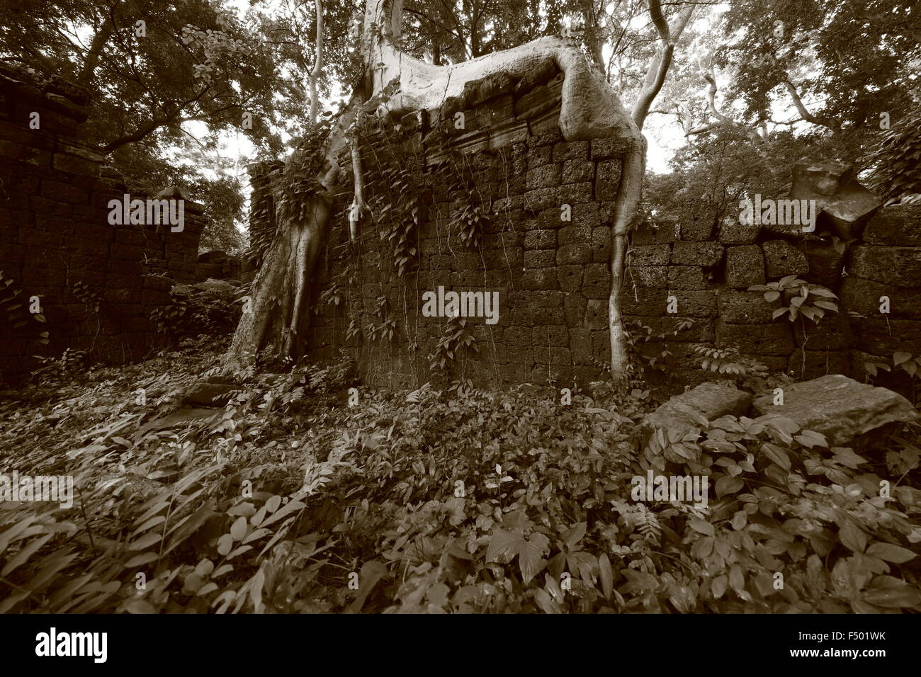 Ultra grandangolo di una radice incorniciare una rovina parete in Banteay Cchmar, Cambogia Foto Stock
