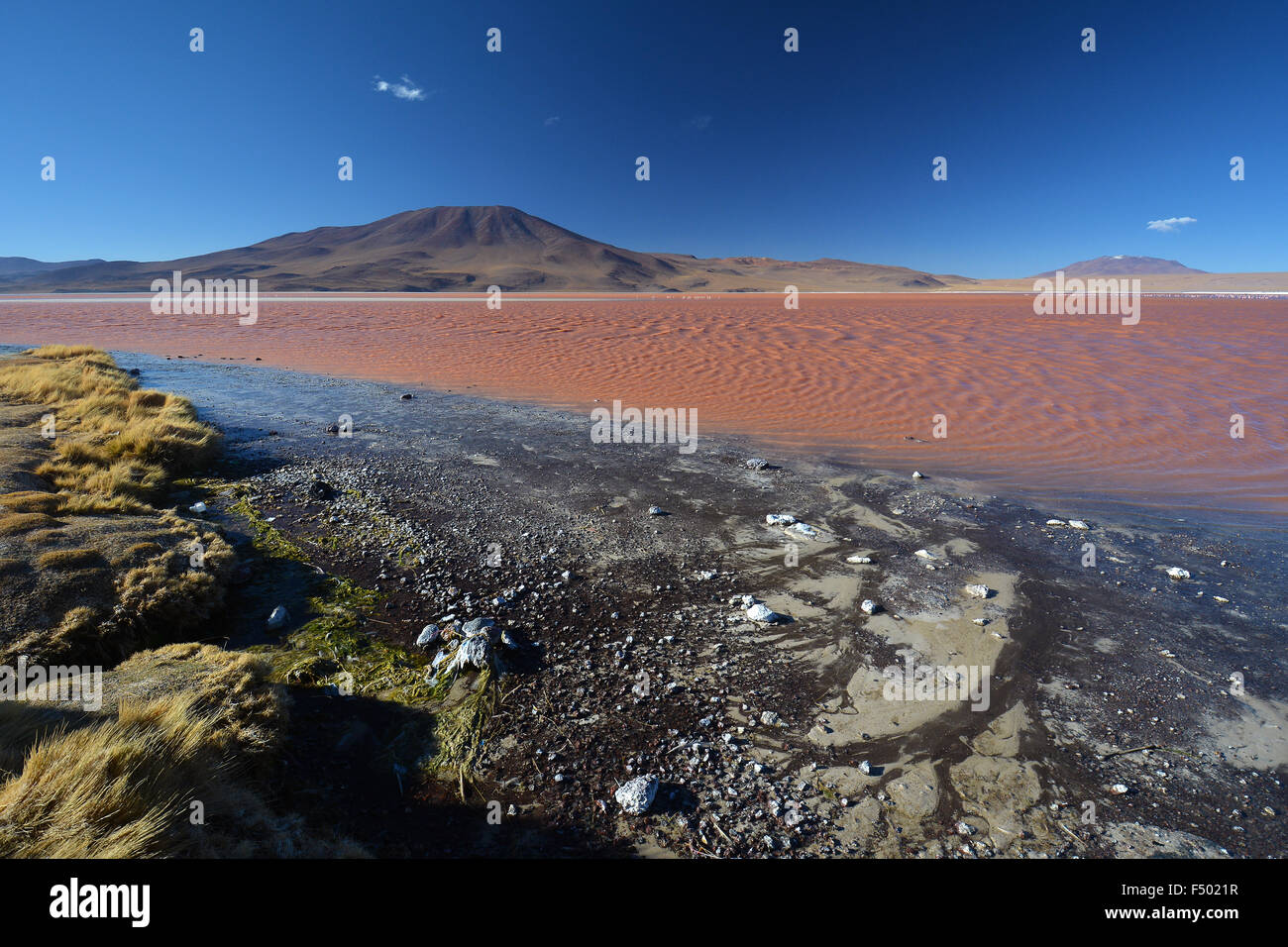 Laguna Colorada con acqua rossa causata da elevati contenuti di alghe, a uyuni, lipez, Bolivia Foto Stock
