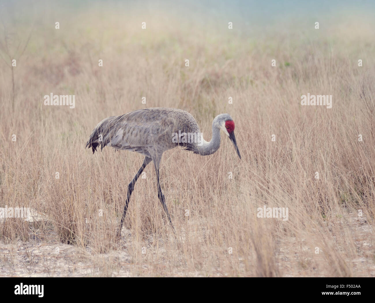 Sandhill gru a piedi attraverso erba alta Foto Stock