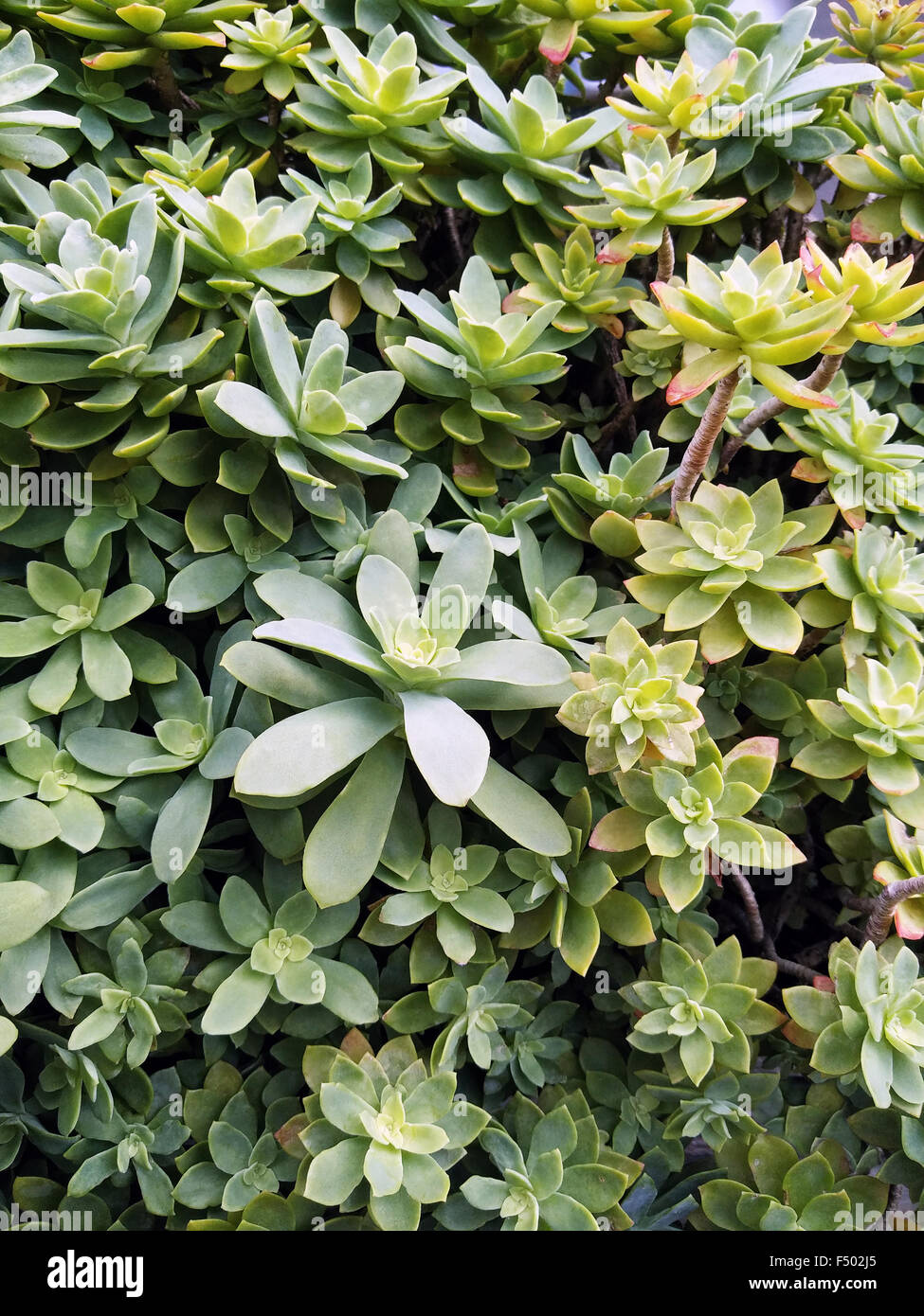 Vista dall'alto di Sedum spathulifolium, piante grasse della famiglia Piante  succulente | Dicotiledoni. Aspetto strisciante, con steli intrecciati,  prostrato Foto stock - Alamy