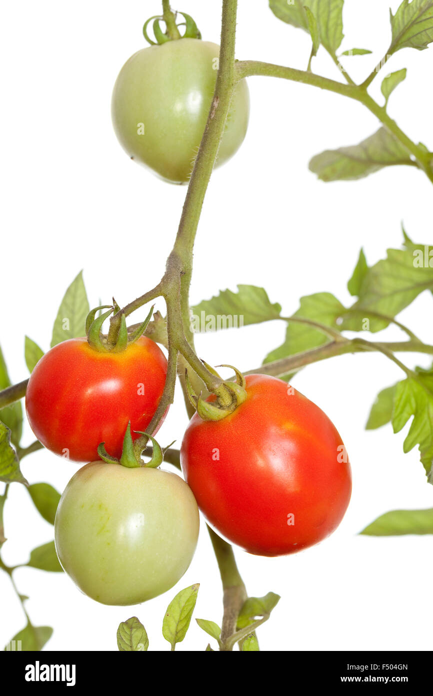 Cosa Succede Al Nostro Corpo Quando Consumiamo I Semi Di Pomodoro - Foto 12