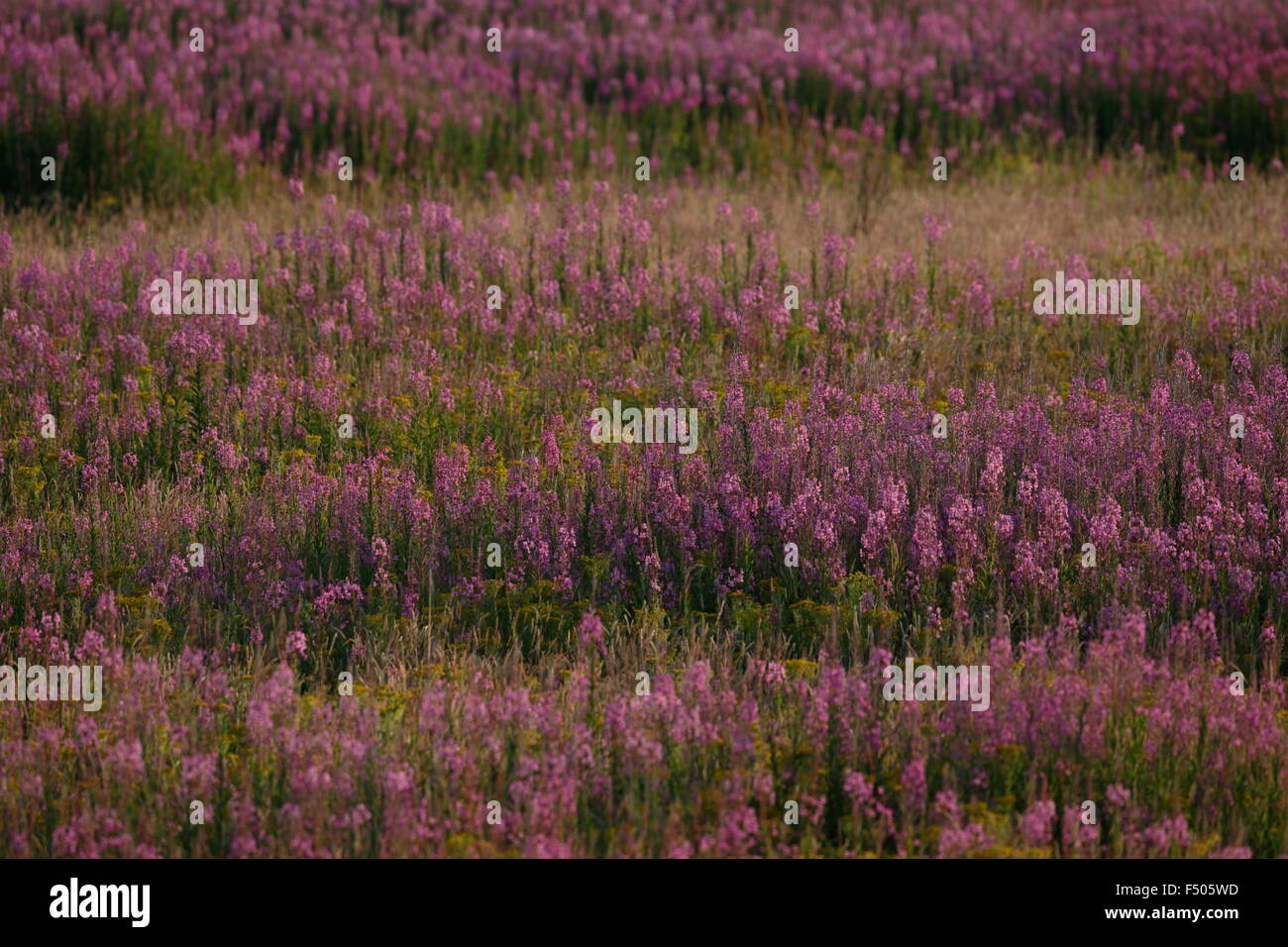 Stand di Rosebay Willowherb, Chamaenerion augustifolium Foto Stock