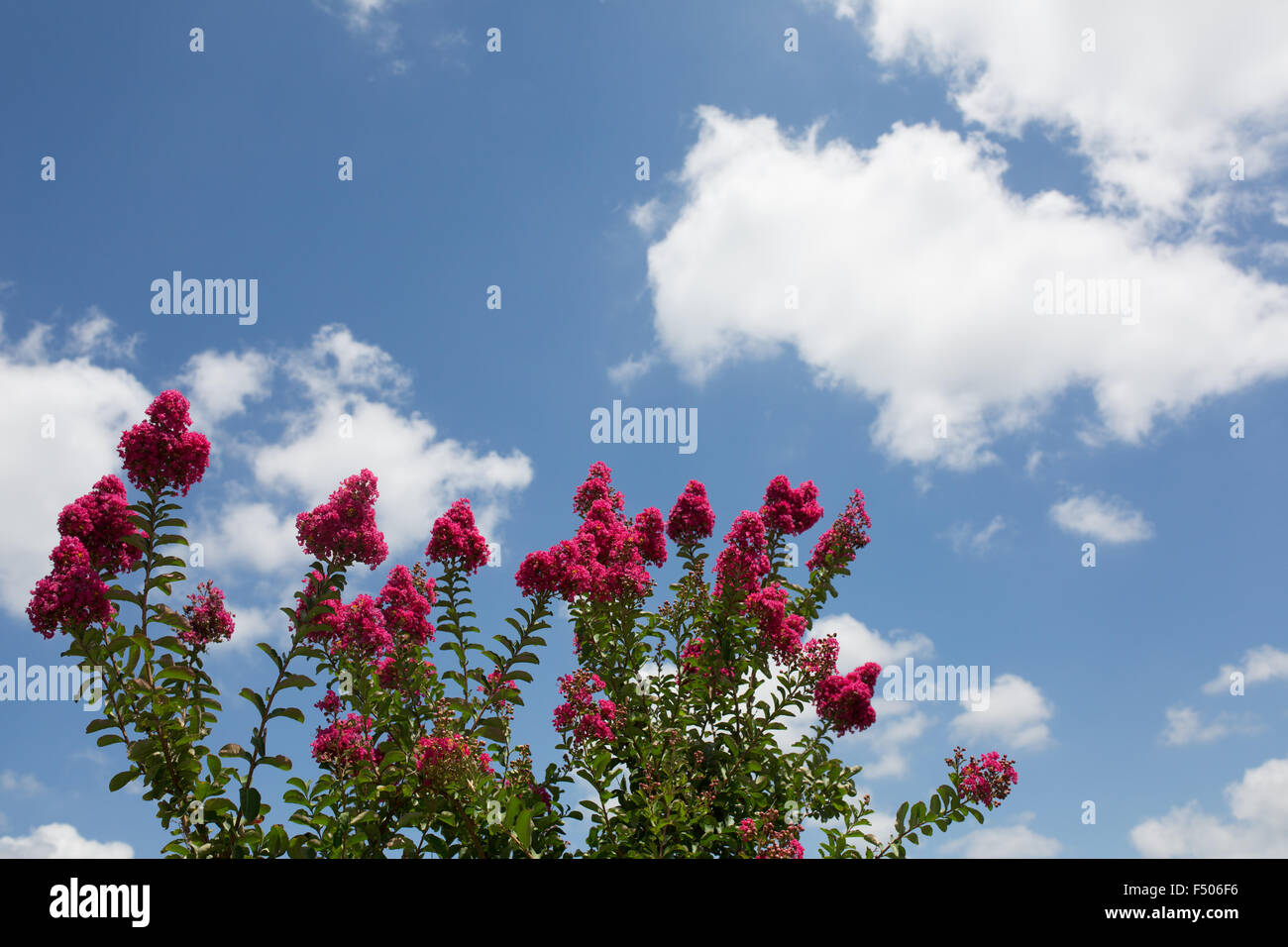 Crêpe fiori di mirto raggiungere verso il cielo Foto Stock