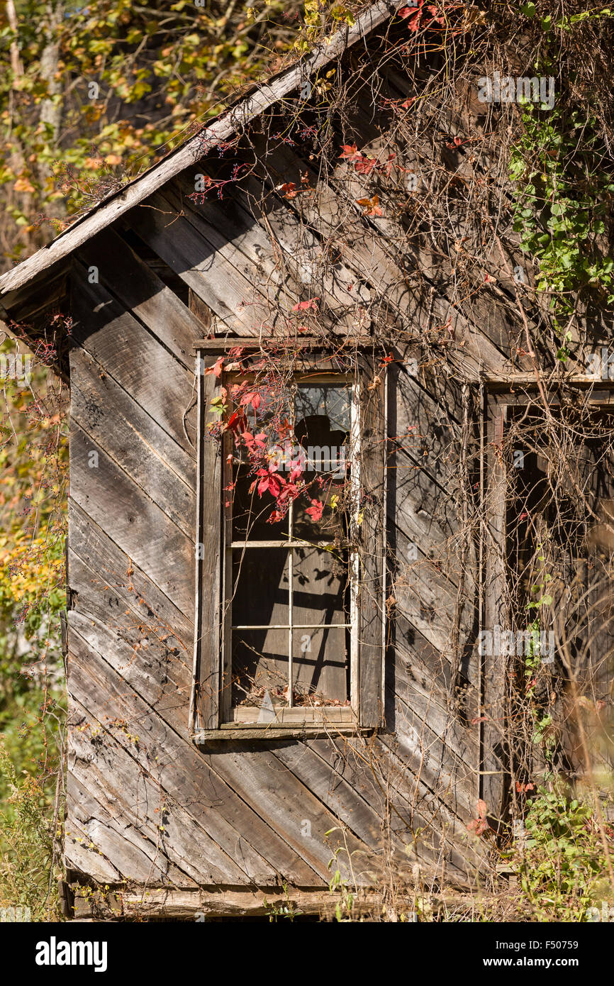 Un abbandonato il vecchio fienile in legno finestra con Virginia vitigno del superriduttore su una strada rurale nei prezzi Creek, North Carolina. Foto Stock