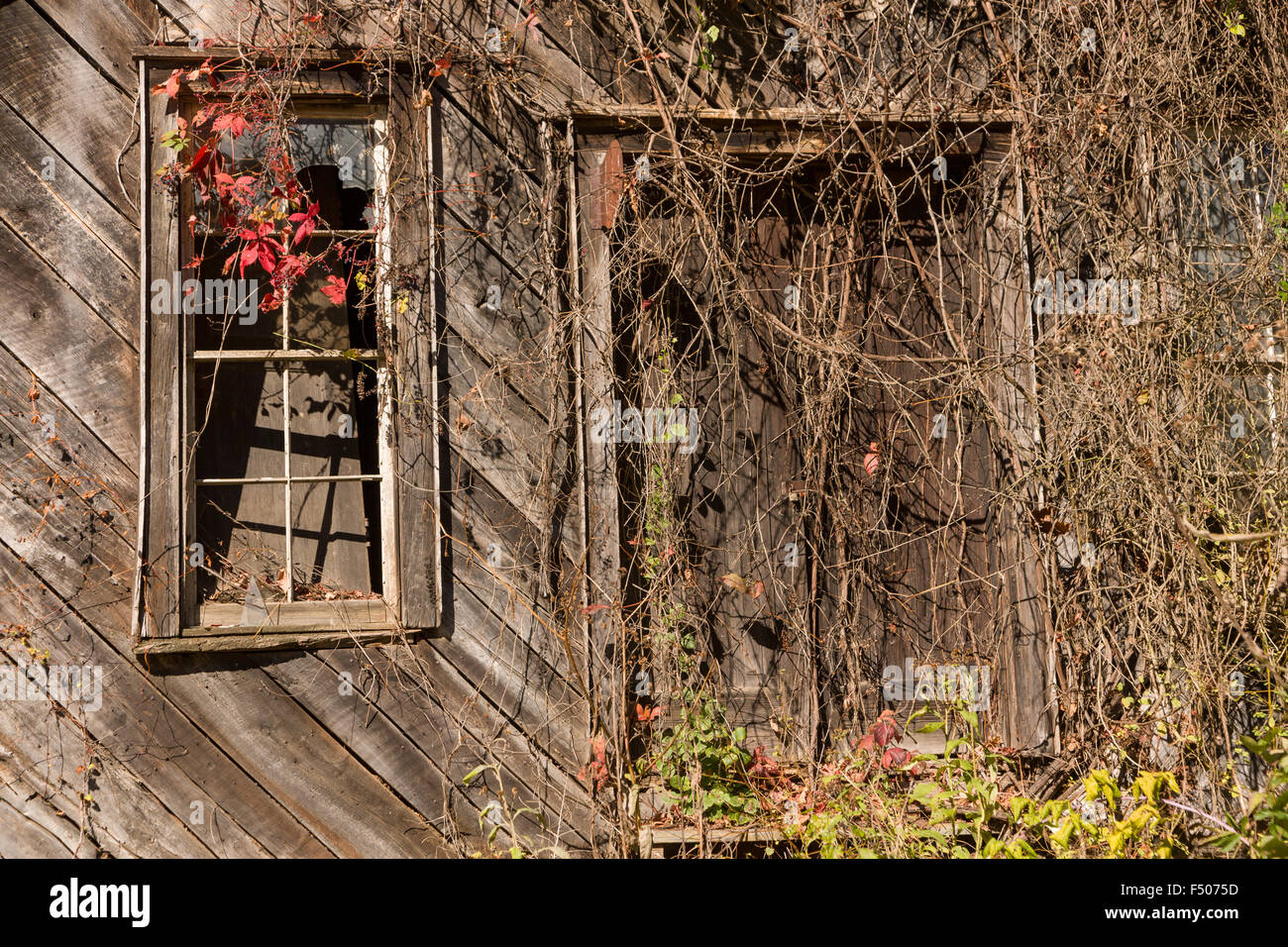 Un abbandonato il vecchio fienile in legno finestra con Virginia vitigno del superriduttore su una strada rurale nei prezzi Creek, North Carolina. Foto Stock