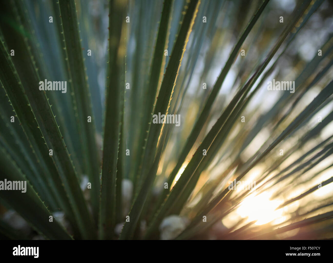 Sotol erba: Retroilluminato sullo sfondo della natura con piante verdi sfocate fuori Foto Stock