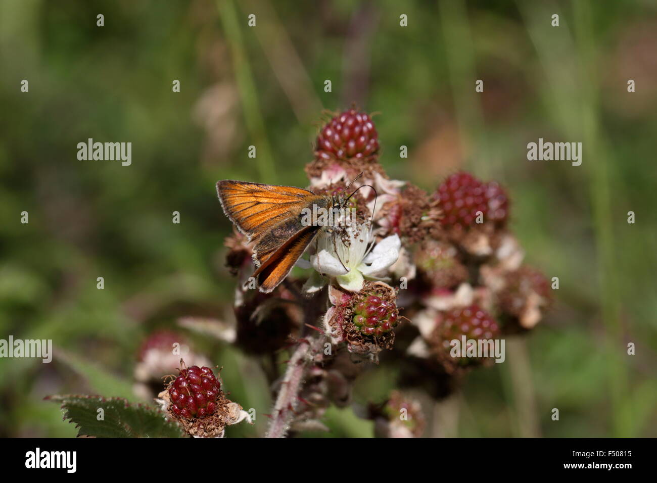 Piccola Skipper, Thymelicus sylvestris, alimentando su blackberry Foto Stock