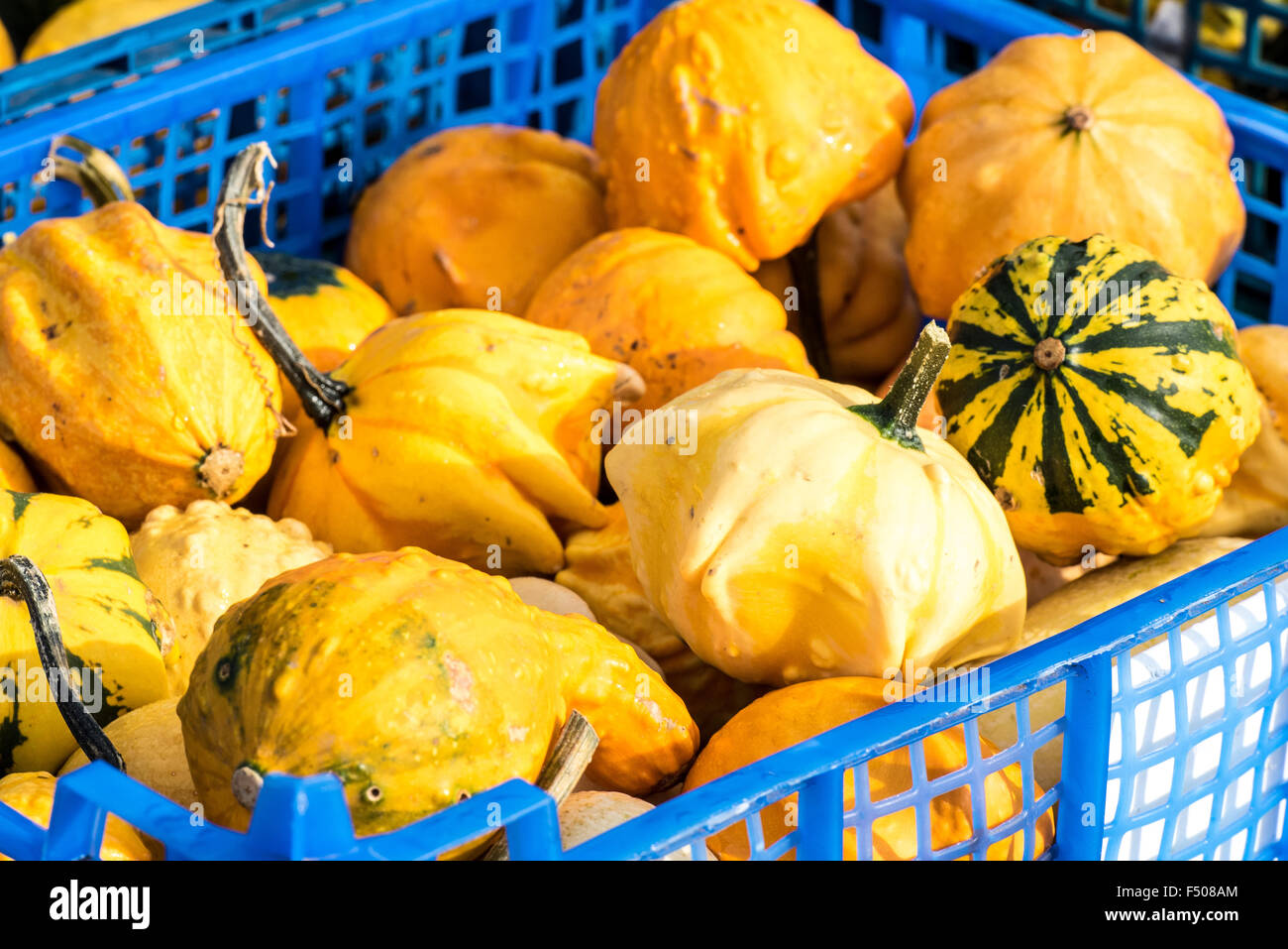 Slindon, West Sussex, Regno Unito. 25 ott 2015. Zucche, zucche e zucche in Sussex sunshine a Slindon zucche, West Sussex. Credito: Julia Claxton/Alamy Live News Foto Stock