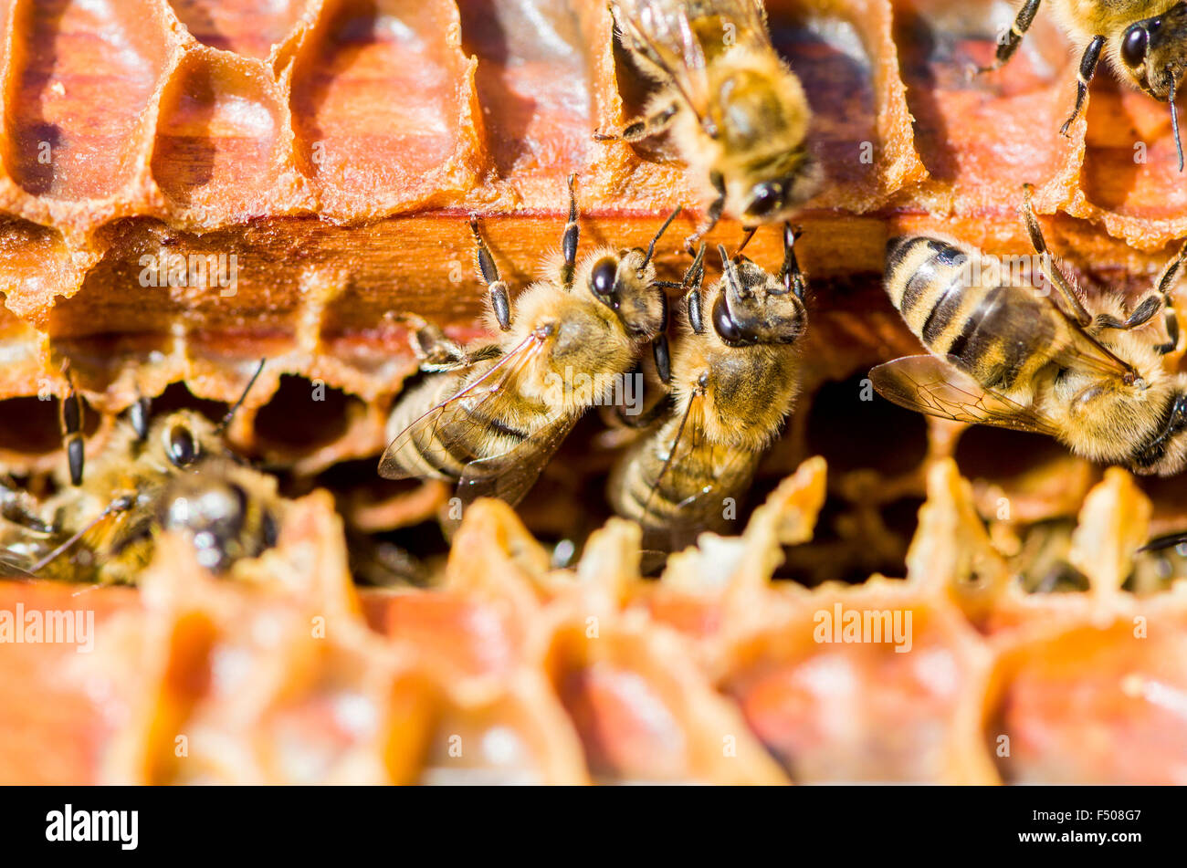Alcuni carniolan miele api (Apis mellifera Carnica), una sottospecie del western Honey Bee, sono impegnati a telai di legno di thei Foto Stock