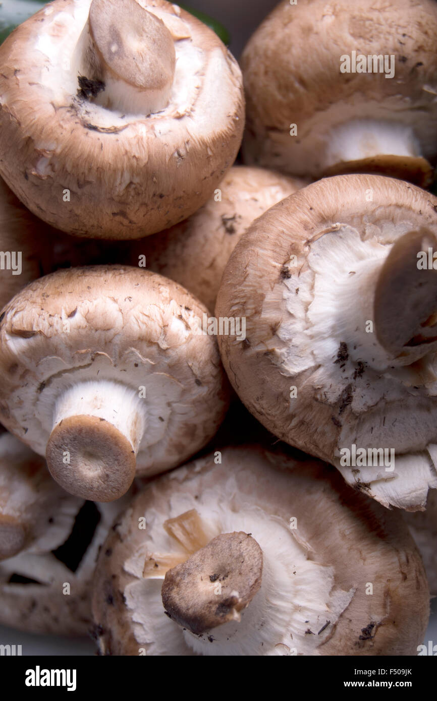 Close up di funghi Foto Stock