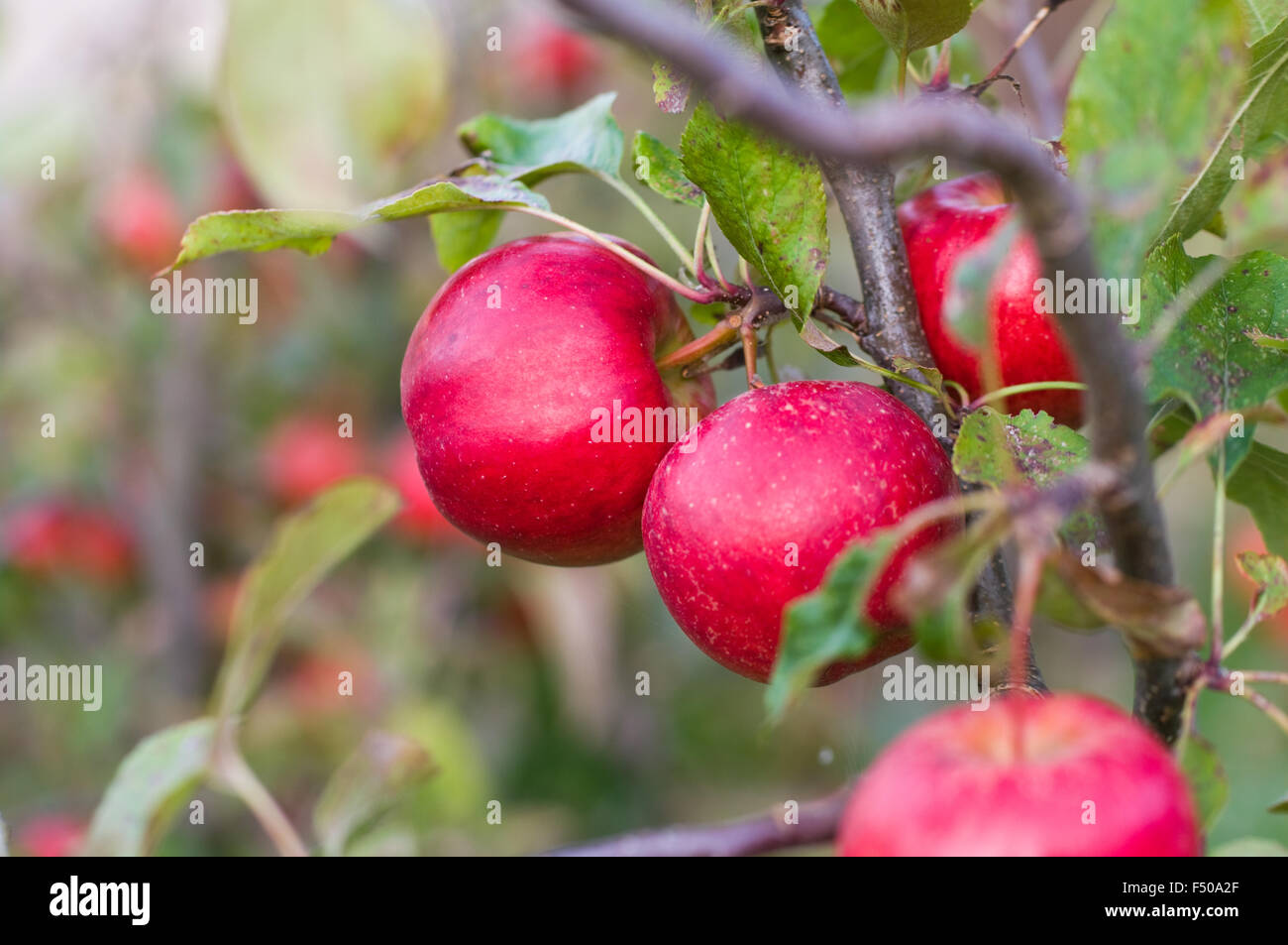 Red mele biologiche crescere da un albero. Foto Stock