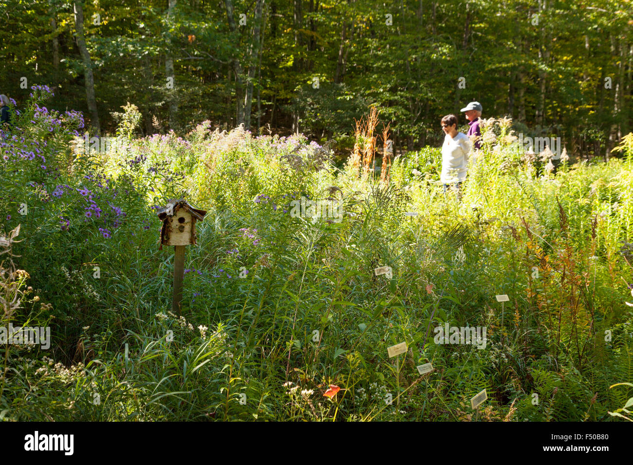 I turisti in giardini selvatici di Acadia, una zona che dimostra la diversa flora, il Parco Nazionale di Acadia, Maine, Stati Uniti d'America Foto Stock