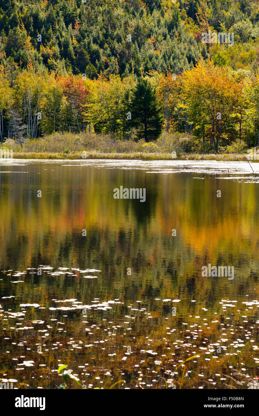 I colori autunnali degli alberi e il loro riflesso in un lago, il Parco Nazionale di Acadia, isola di Mount Desert Maine USA Foto Stock