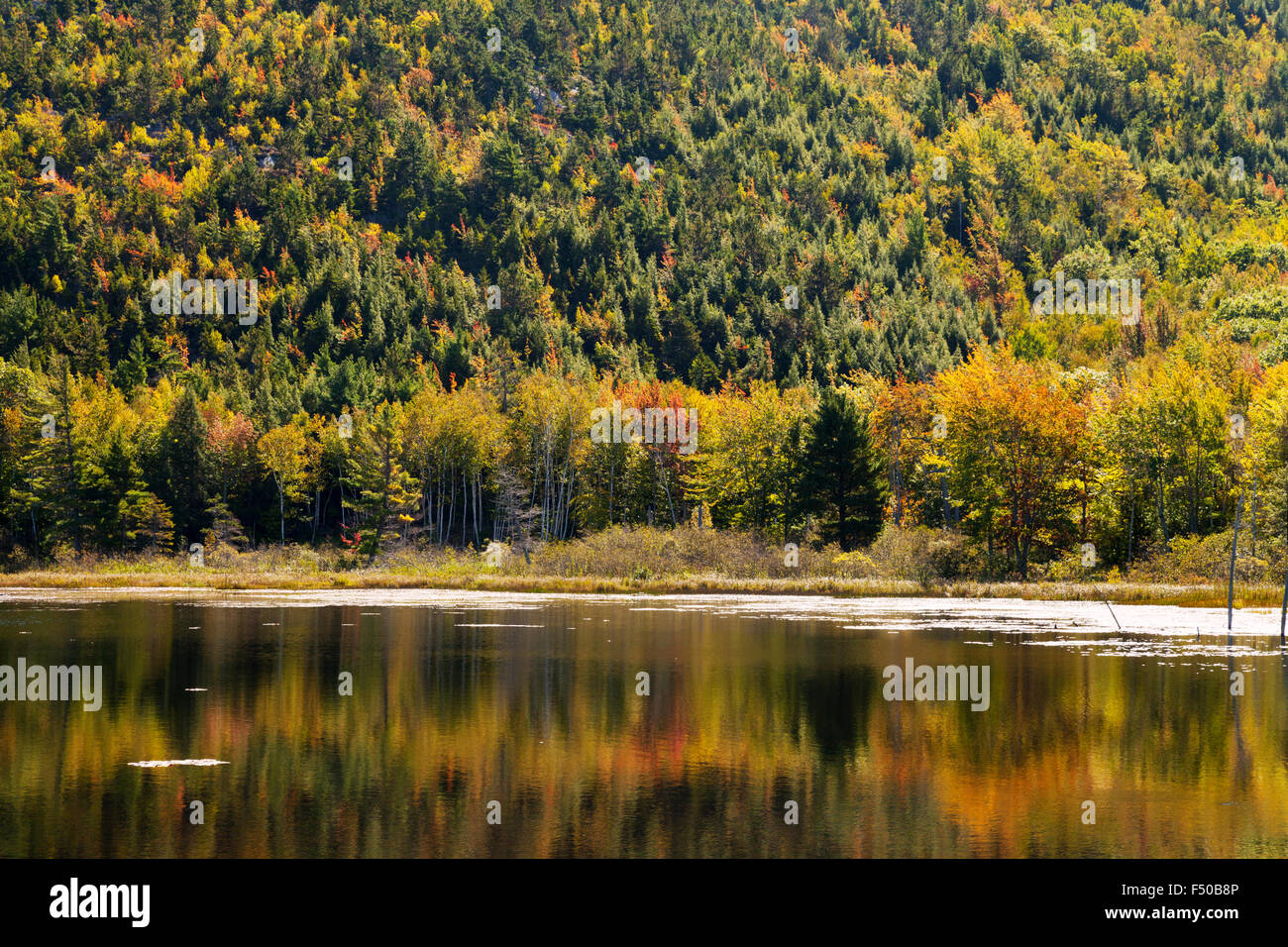 I colori autunnali degli alberi e il loro riflesso in un lago, il Parco Nazionale di Acadia, isola di Mount Desert Maine USA Foto Stock