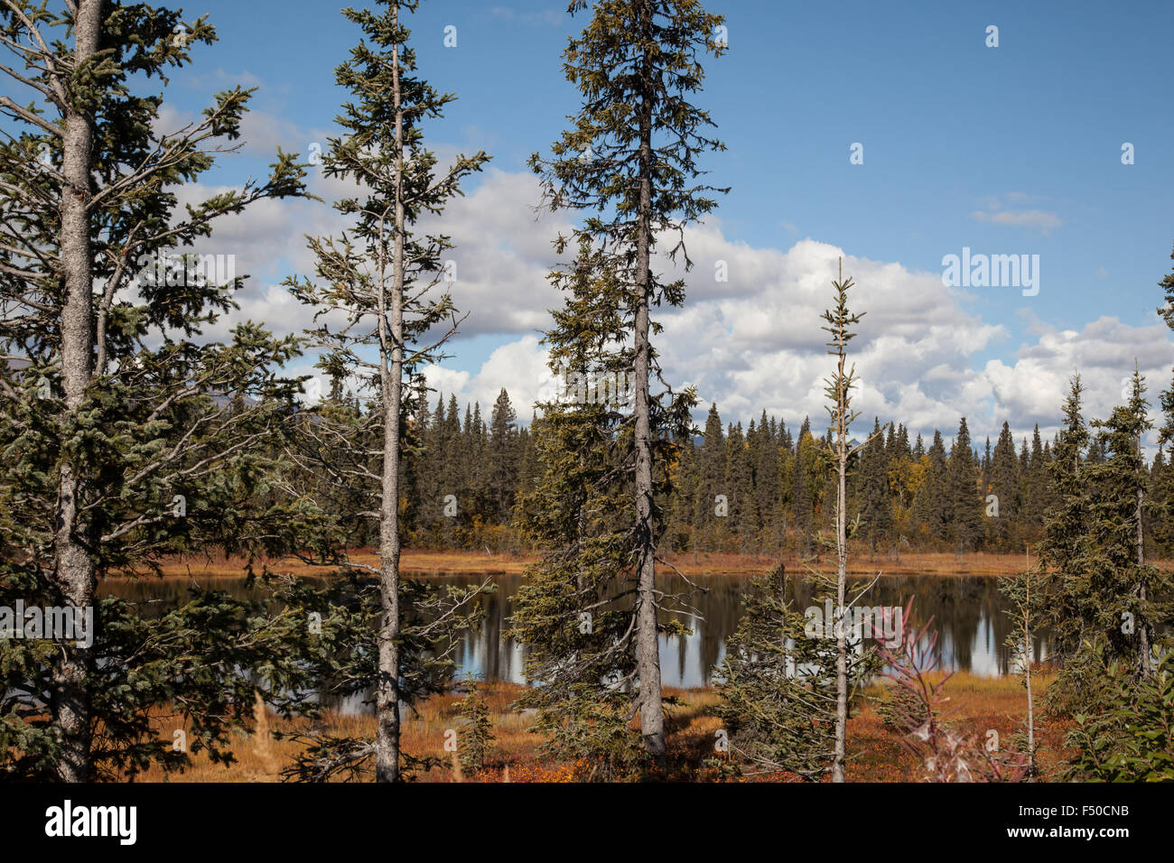 Vedute panoramiche da Denali parco dello stato su George Parks Highway, Alaska Foto Stock