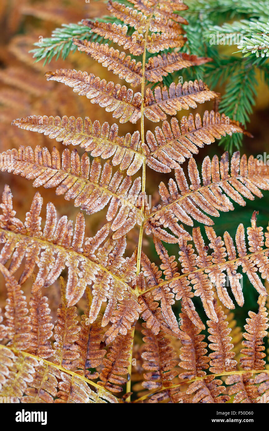Congelati foglia di felce Foto Stock