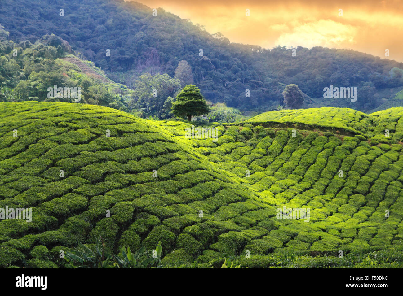 Le piantagioni di tè tramonto Foto Stock