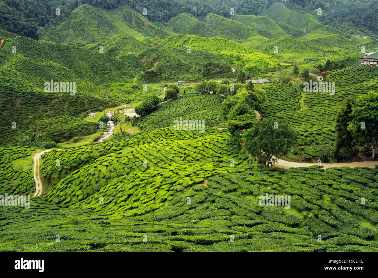 Le piantagioni di tè paesaggio Foto Stock