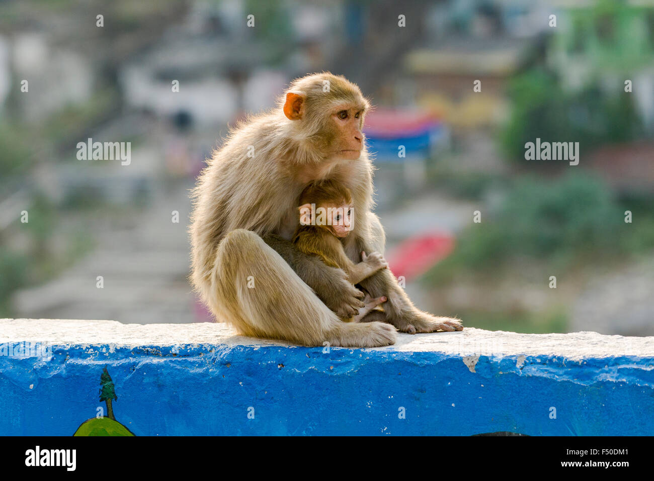 Una femmina di scimmia Rhesus (macaca mulatta ) con un bambino è seduta su una parete in alto sopra il fiume sacro Gange Foto Stock
