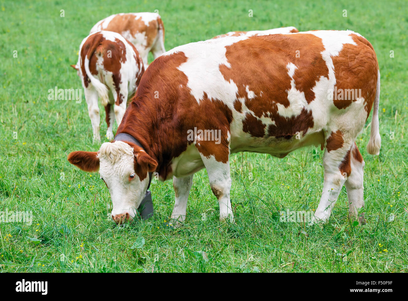 Le mucche al pascolo su un verde prato Foto Stock