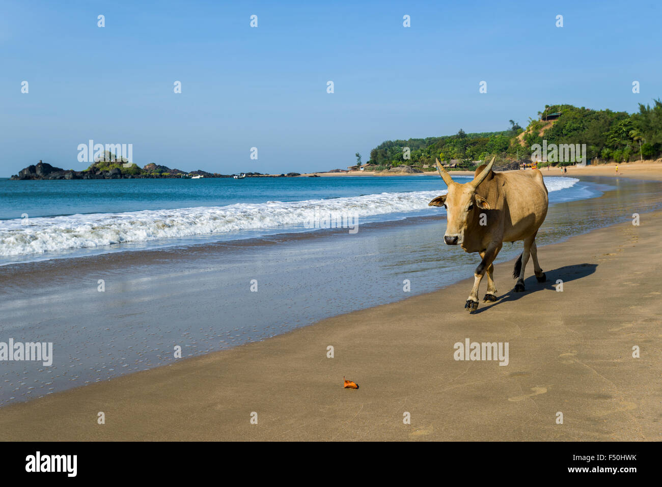 Una vacca sacra è a piedi lungo la spiaggia di om con cielo blu, palme, sabbia bianca e mare blu, una delle famose spiagge vicino a te Foto Stock