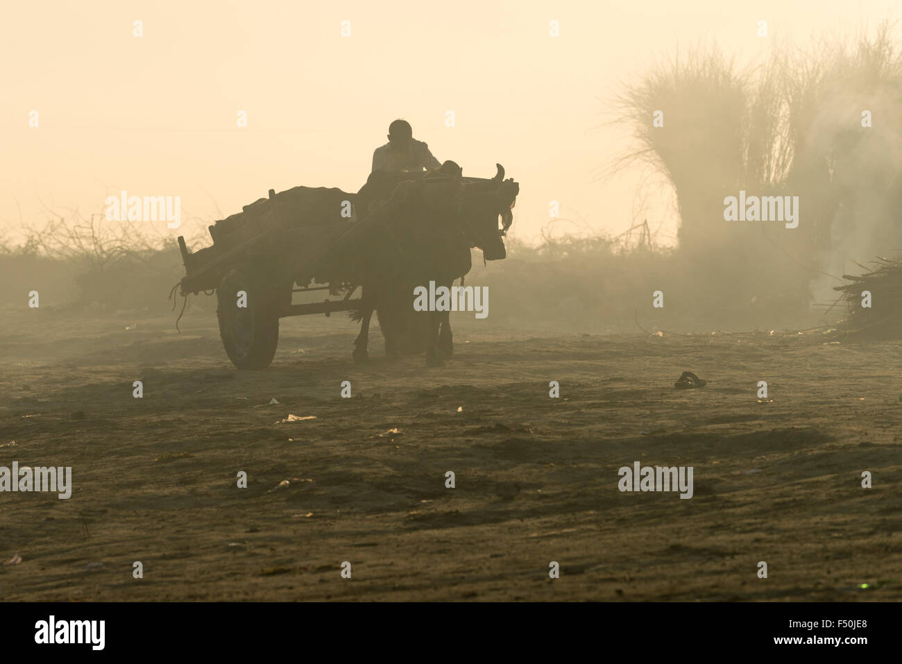 Un carrello di giovenco si muove attraverso i campi di mattina haze Foto Stock
