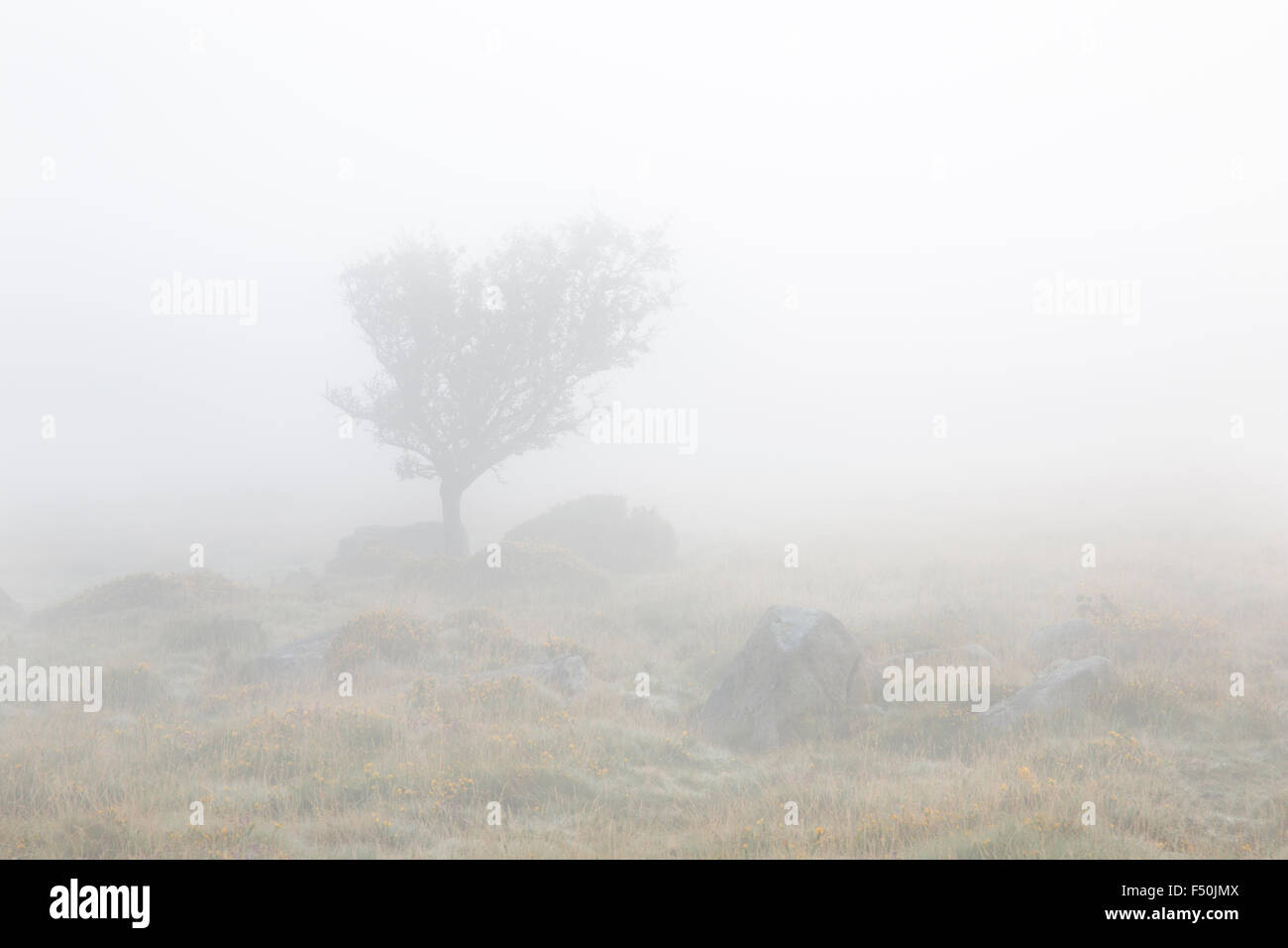 Albero di biancospino su Dartmoor nella nebbia Foto Stock