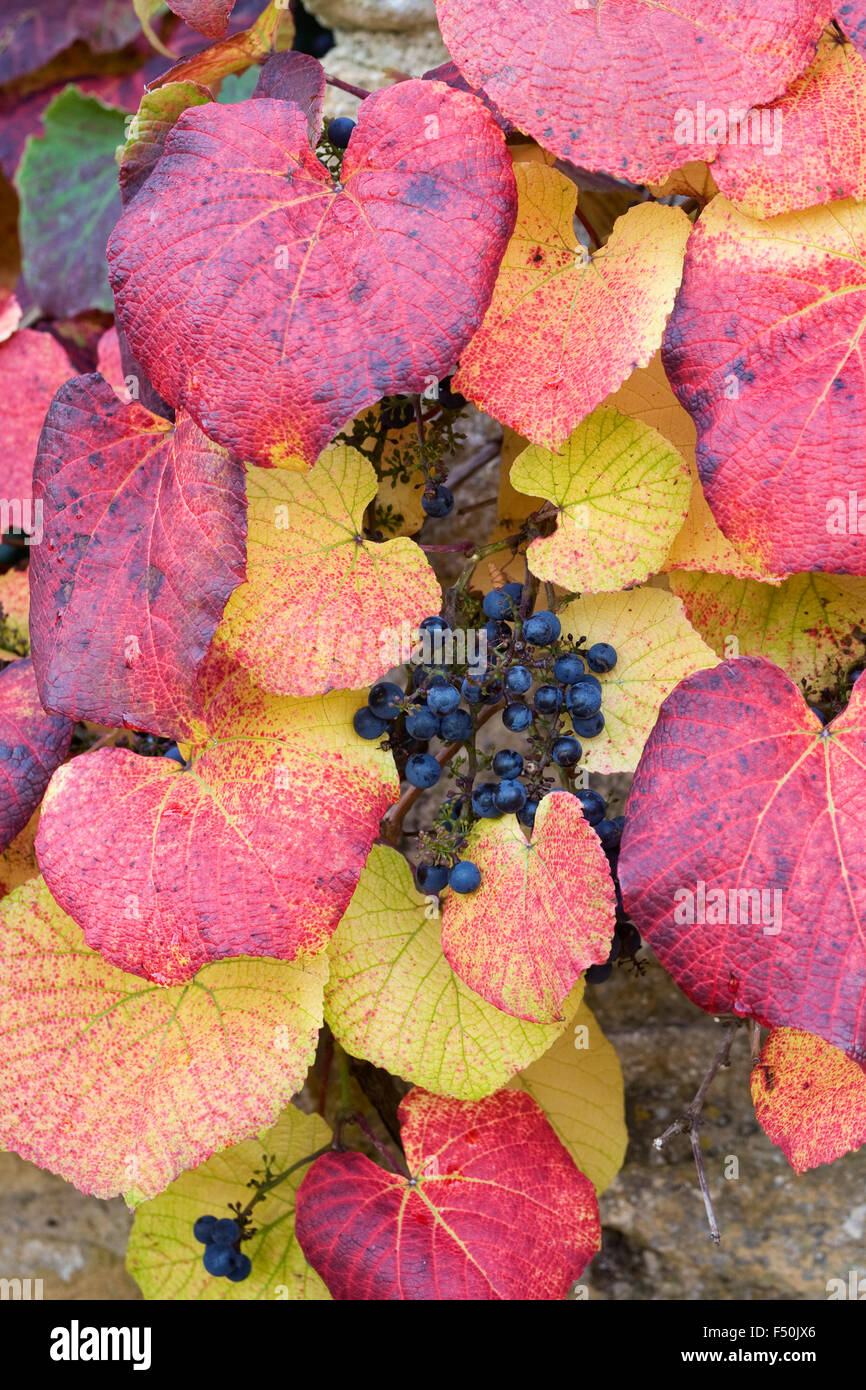 Vitis coignetiae. Crimson gloria di foglie di vite in autunno. Foto Stock