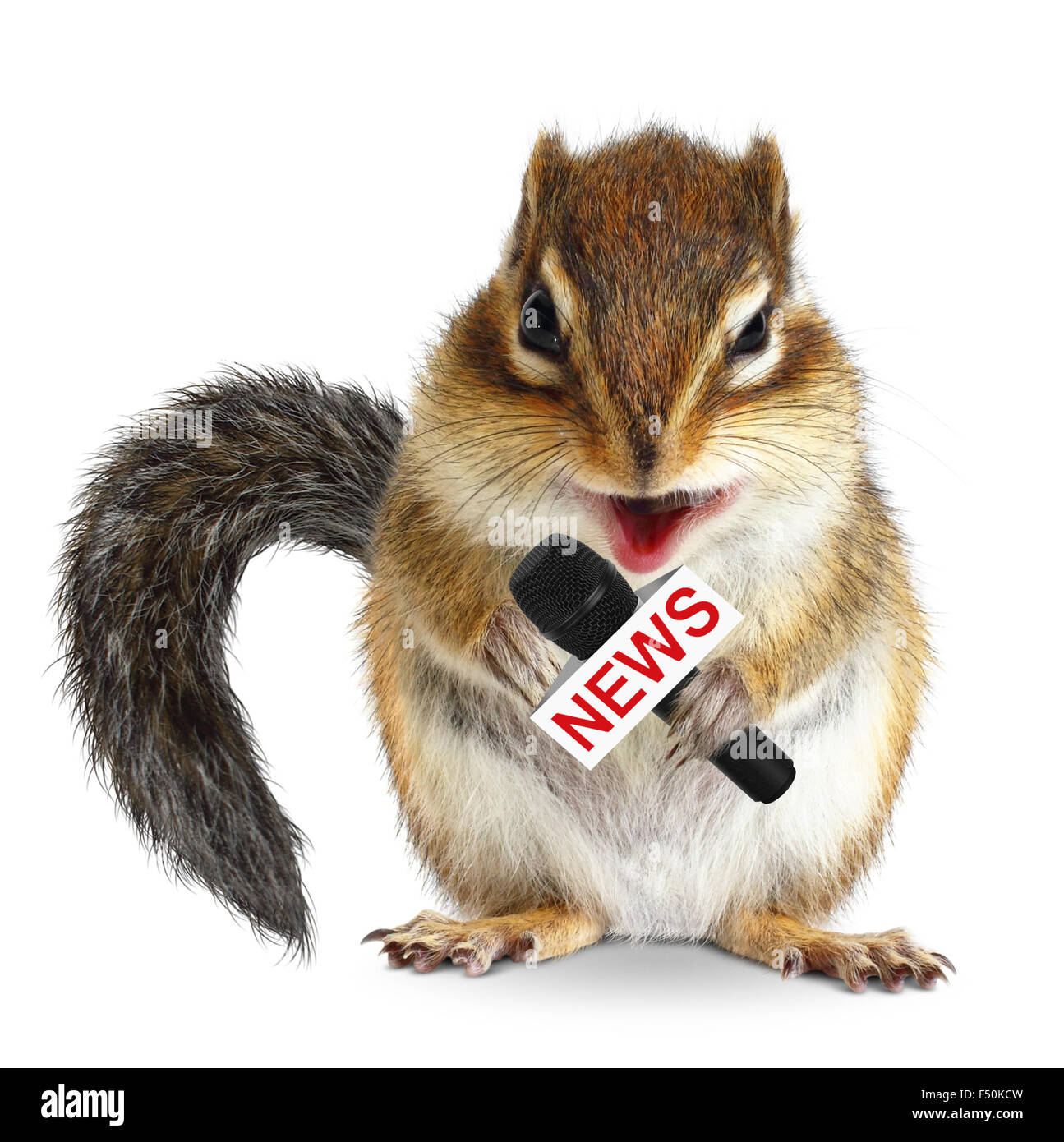 Divertenti scoiattolo animale con microfono di notizie su bianco Foto Stock