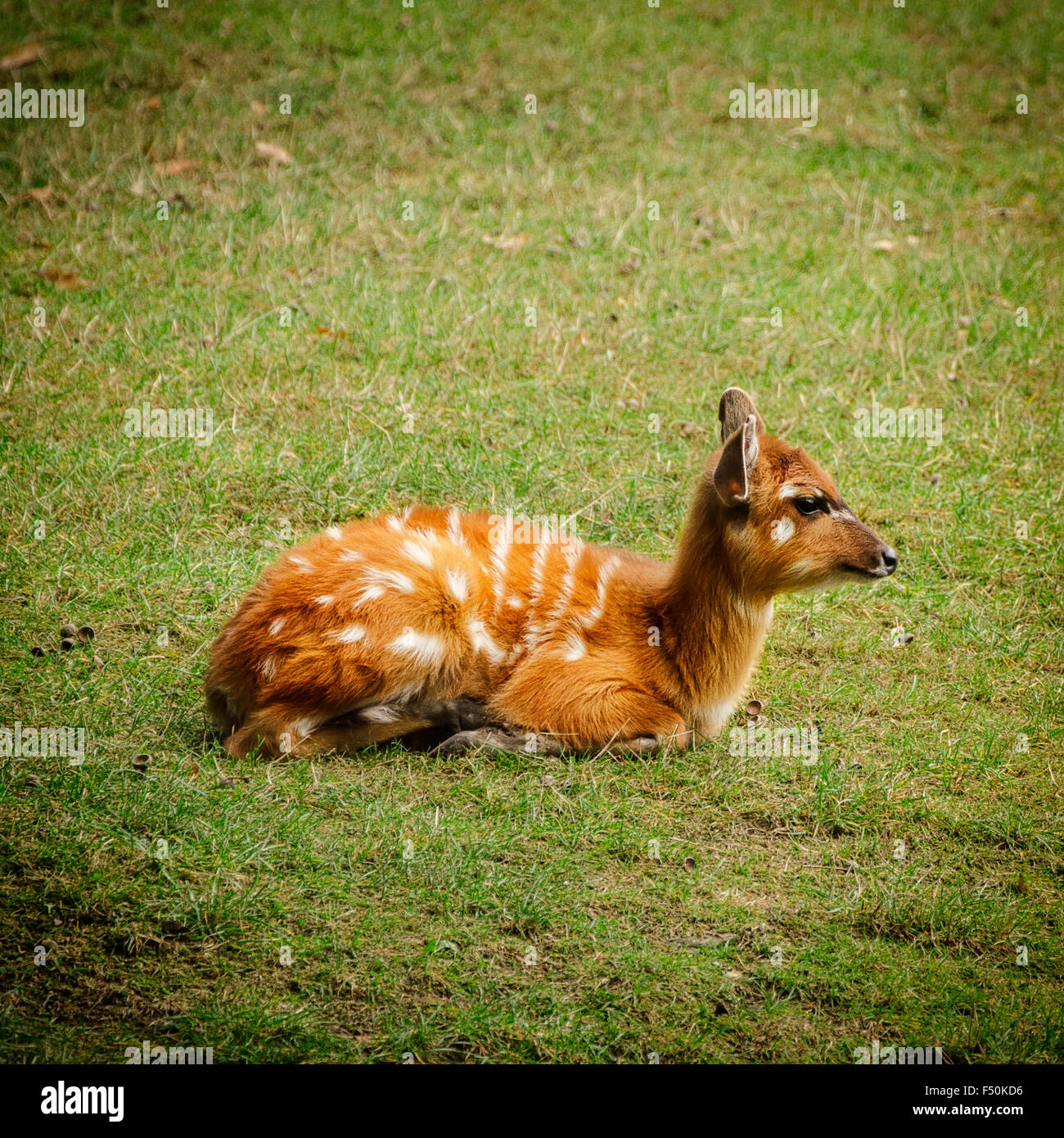 Antilope sitatunga sull'erba Foto Stock