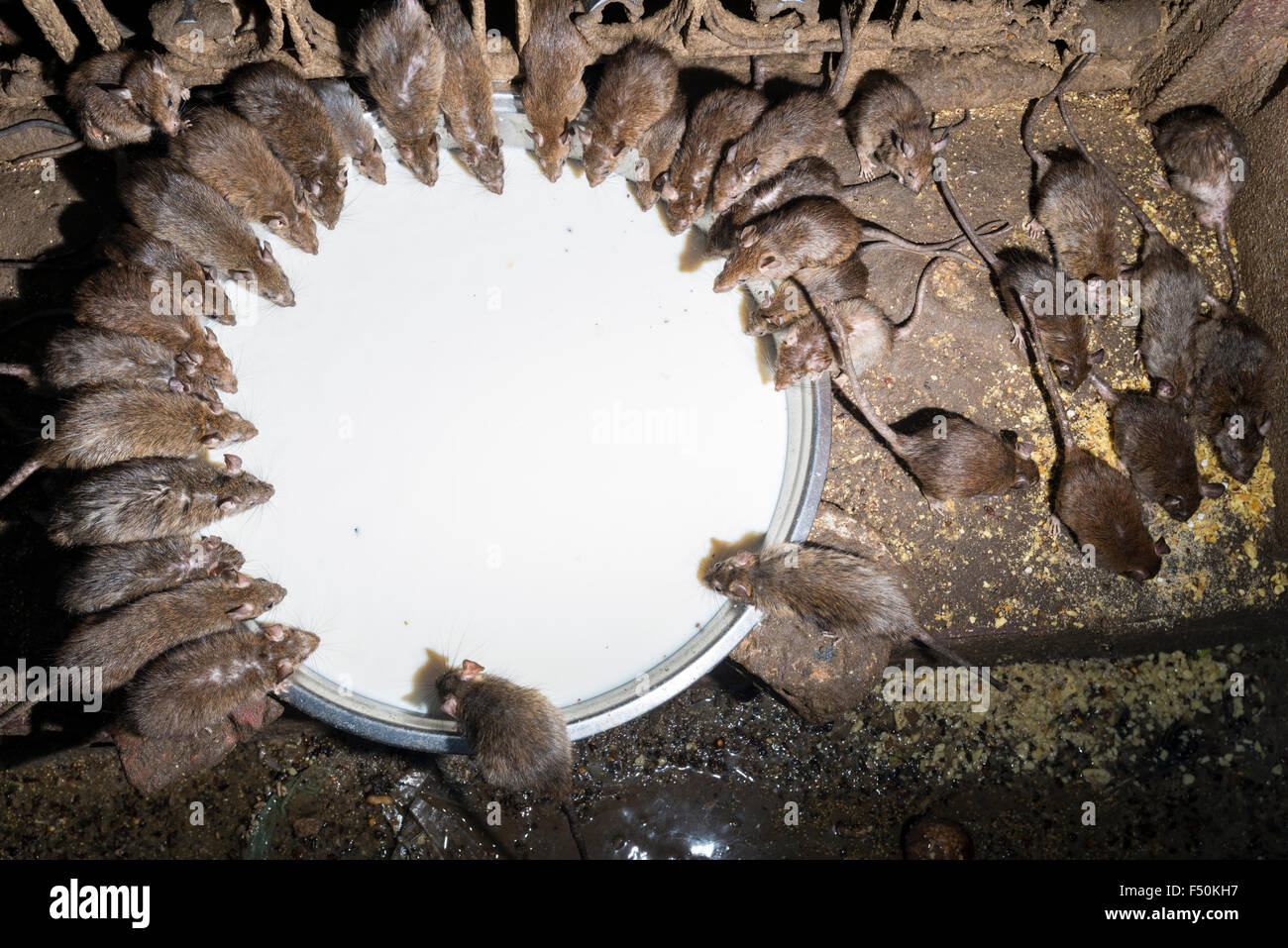 Più di 20.000 santo ratti vivono al di Karni Mata Temple, un famoso tempio indù dedicato a karni mata. È anche noto come t Foto Stock