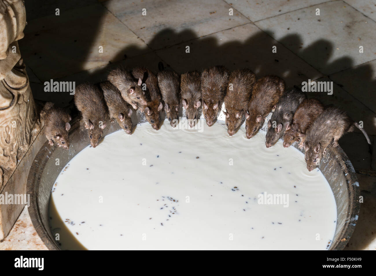 Più di 20.000 santo ratti vivono al di Karni Mata Temple, un famoso tempio indù dedicato a karni mata. È anche noto come t Foto Stock