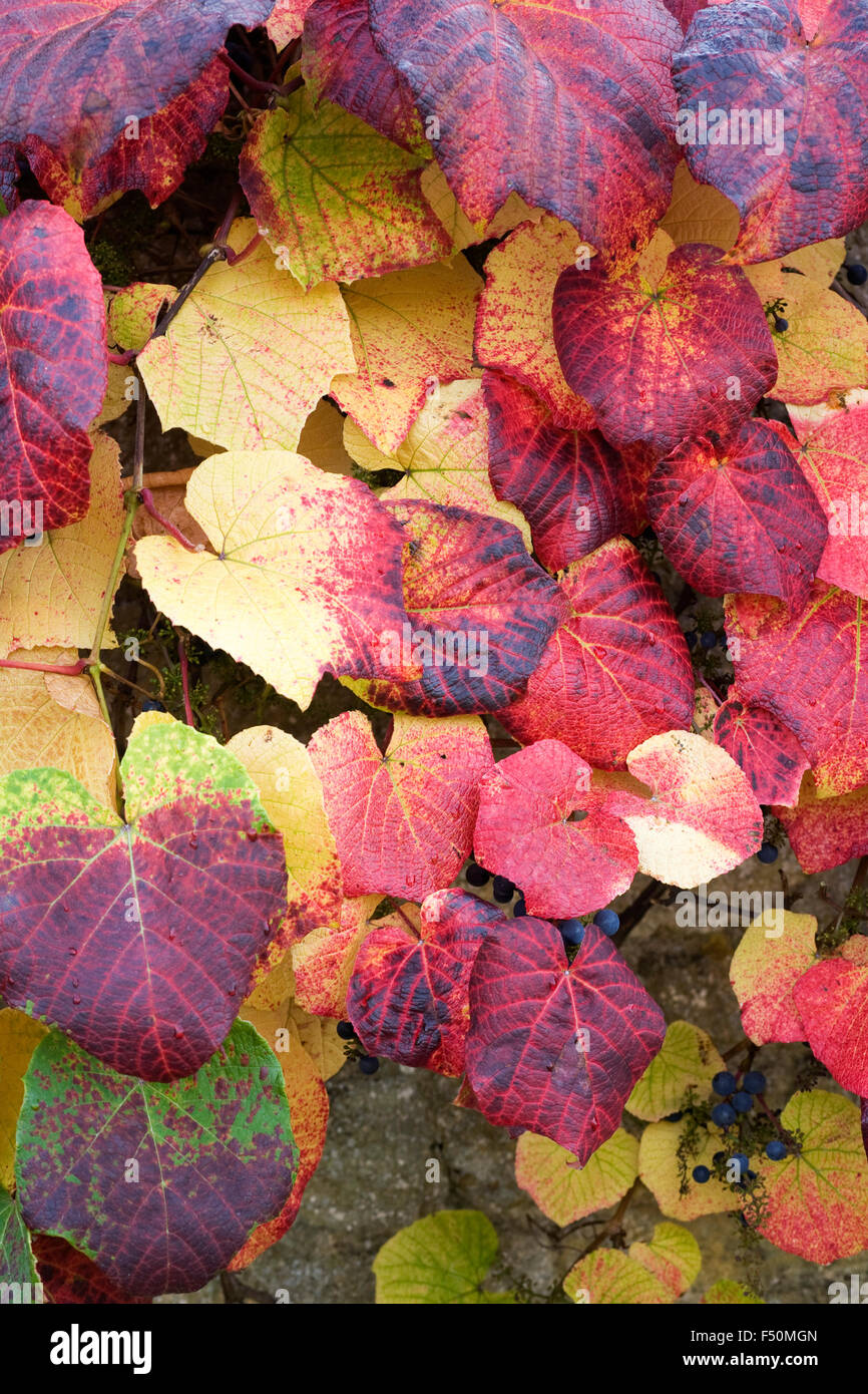 Vitis coignetiae. Crimson gloria di foglie di vite in autunno. Foto Stock