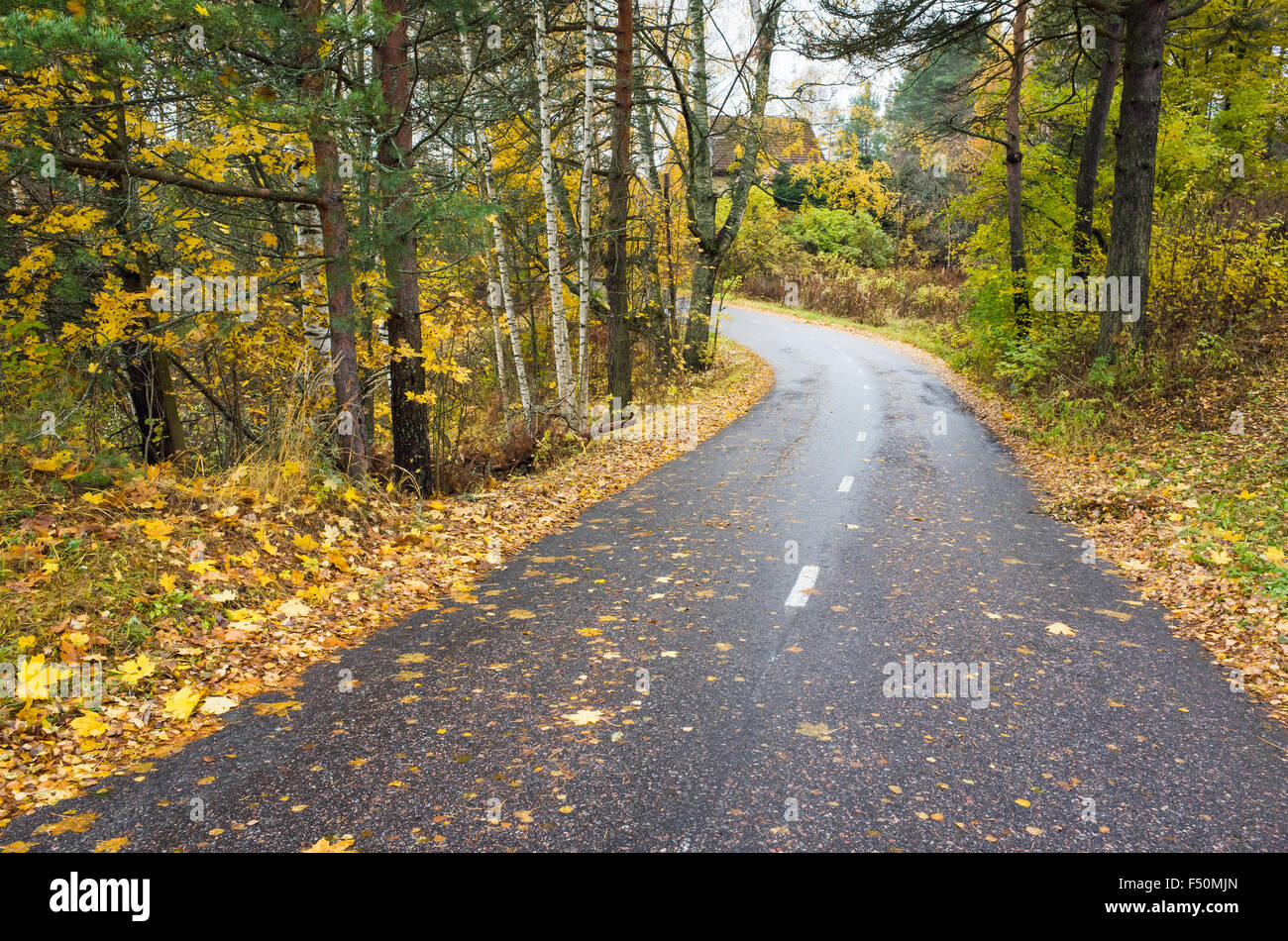 Rurali paesaggio autunnale con strada asfaltata e giallo caduta foglie Foto Stock