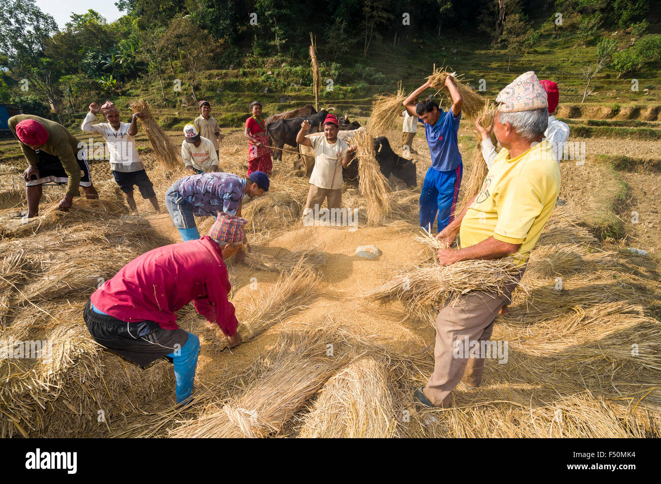Alcuni uomini di mietitura di prodotti battendo su di una roccia Foto Stock
